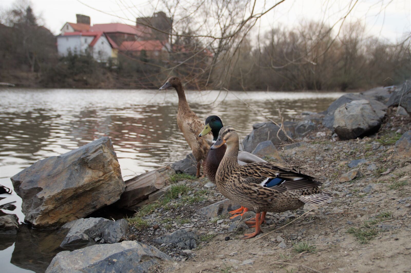 Sony SLT-A58 sample photo. Duck, wild, water photography