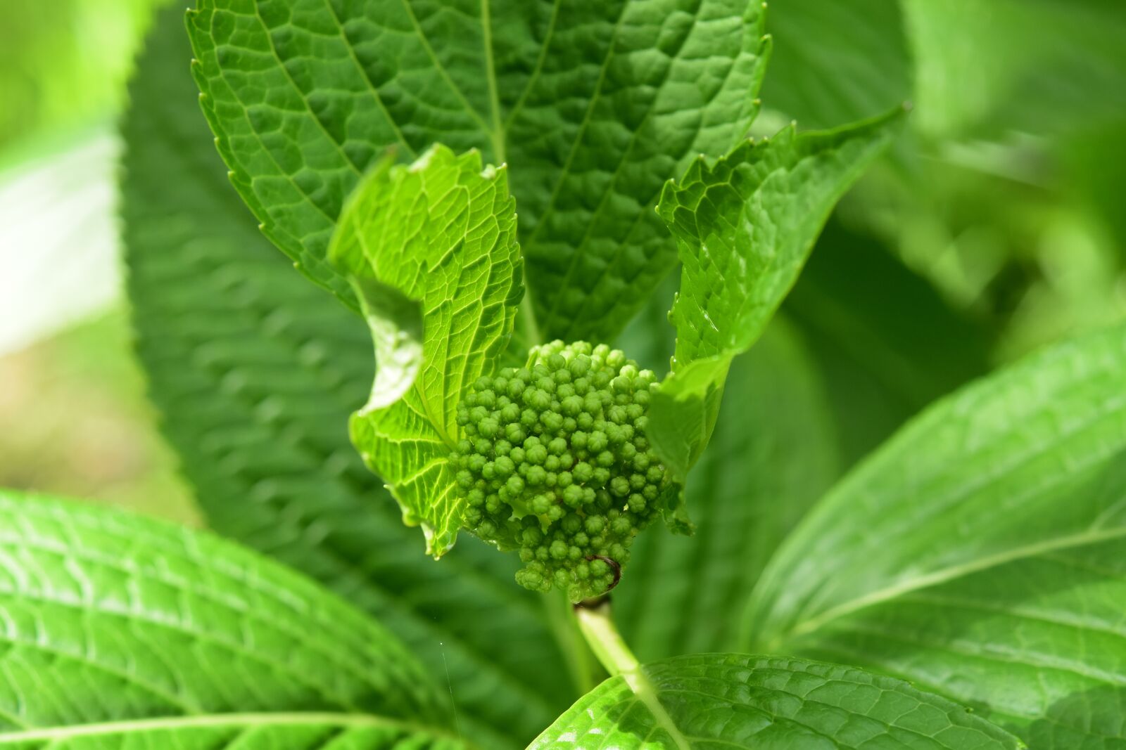 Nikon D5600 sample photo. Leaves hydrangeas, young shoot photography