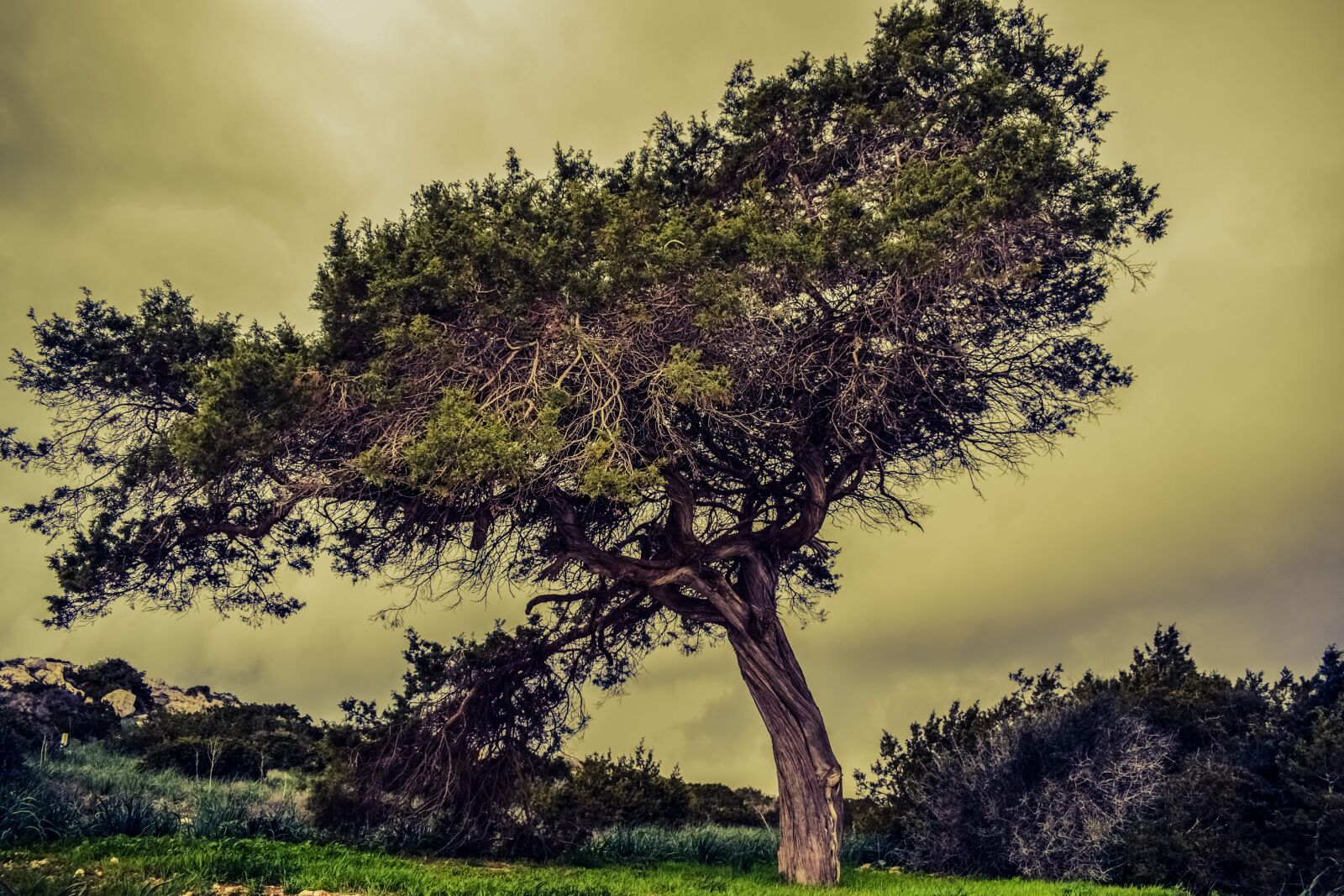 Nikon D3300 sample photo. Tree, meadow, nature photography