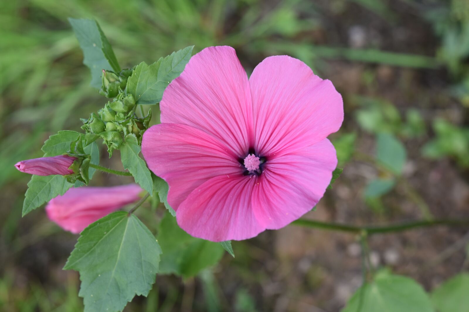 Nikon D5600 sample photo. Flower, flower hibiscus, flower photography