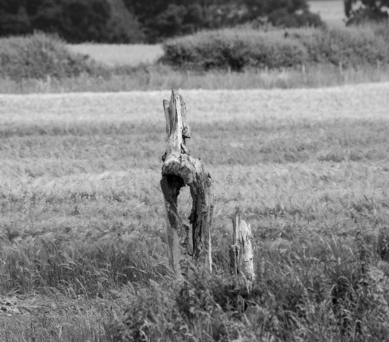 Nikon D7100 sample photo. Field, horse, wood photography