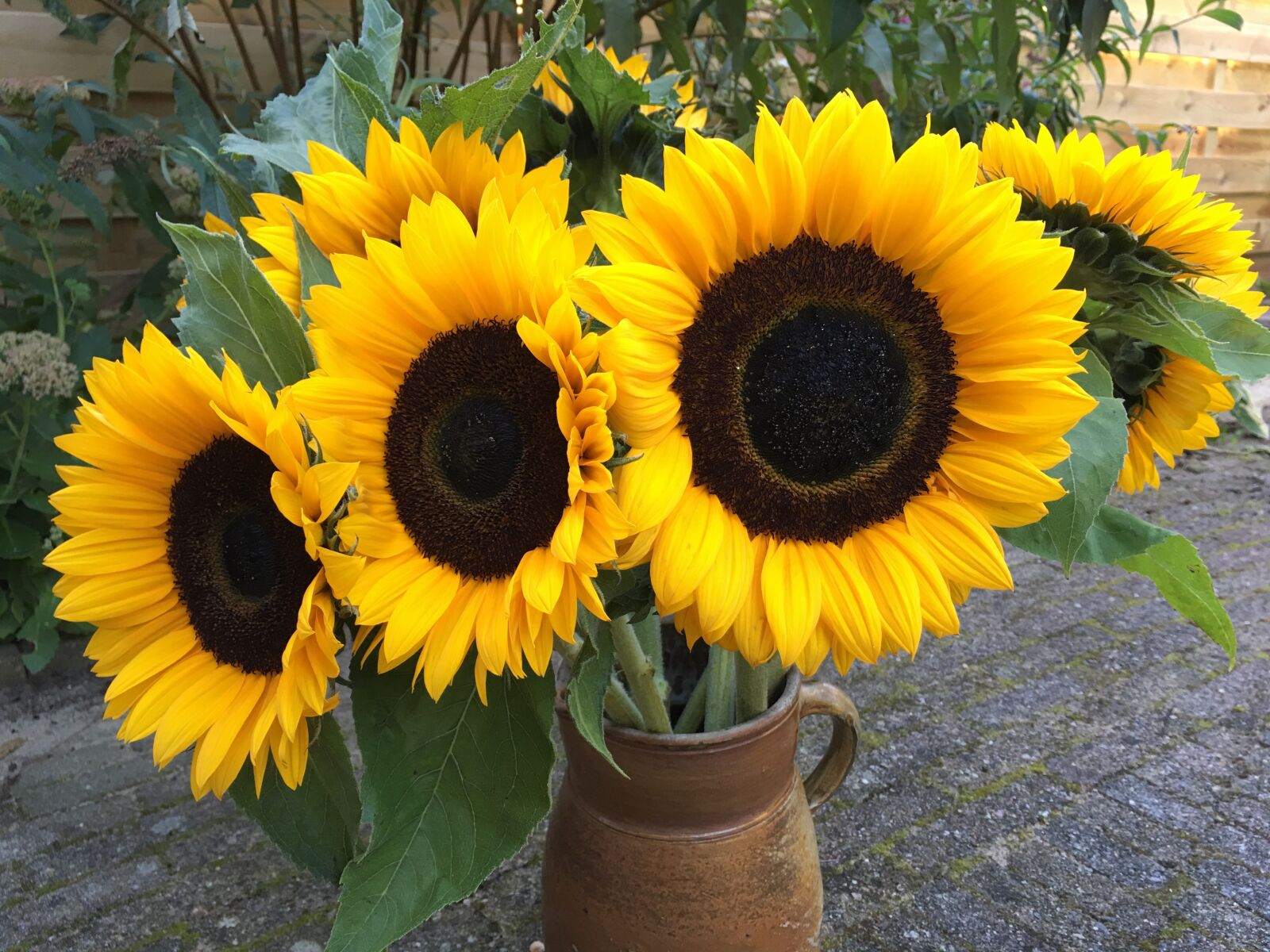 Apple iPhone 6s Plus sample photo. Yellow, flowers, flower photography