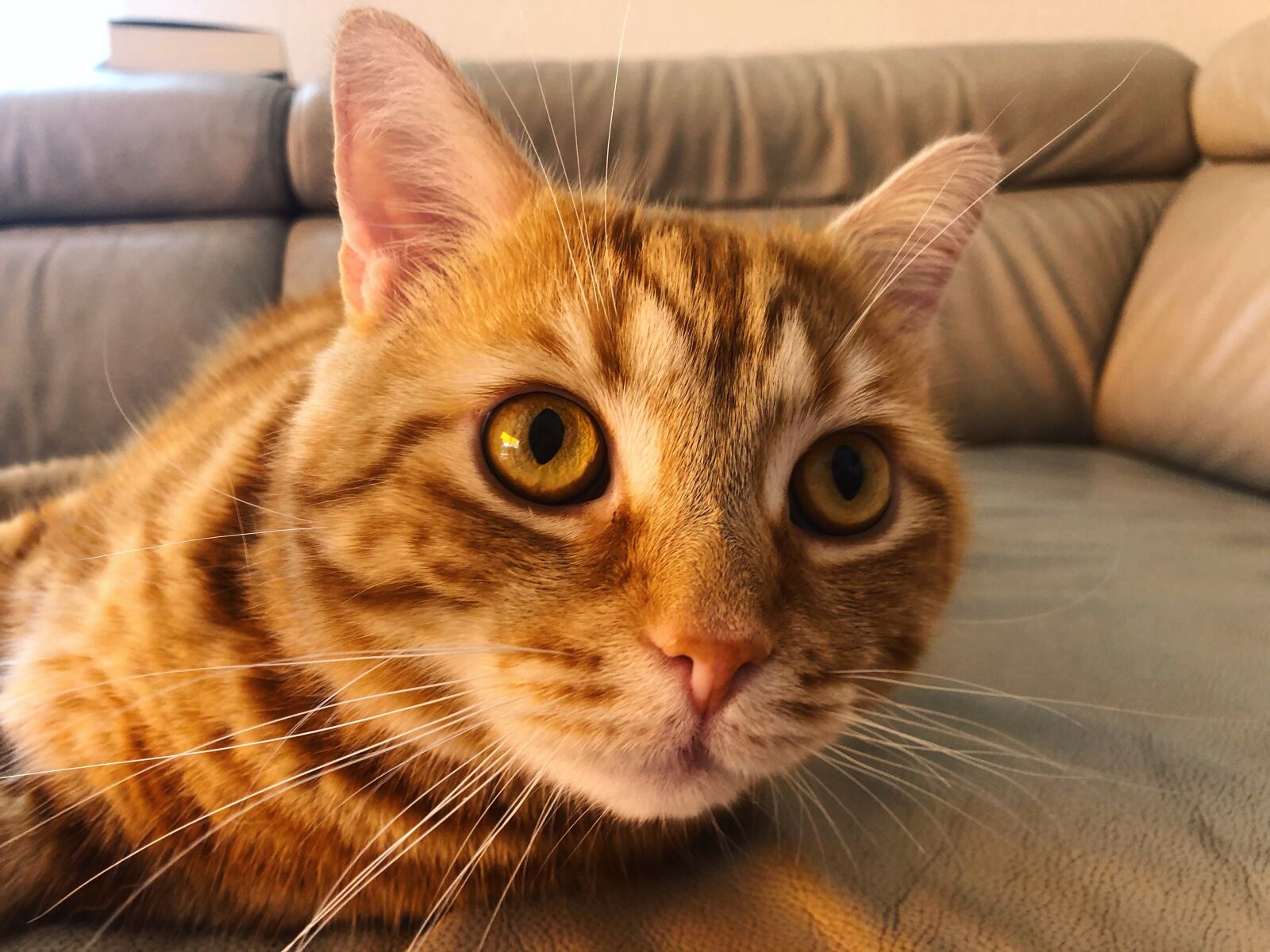 iPhone 8 back camera 3.99mm f/1.8 sample photo. Katze, kätzchen, gustaf photography