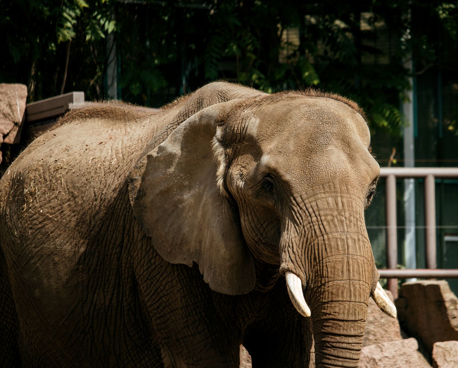 Canon EF-S 55-250mm F4-5.6 IS STM sample photo. Elephant, mammal, animal photography