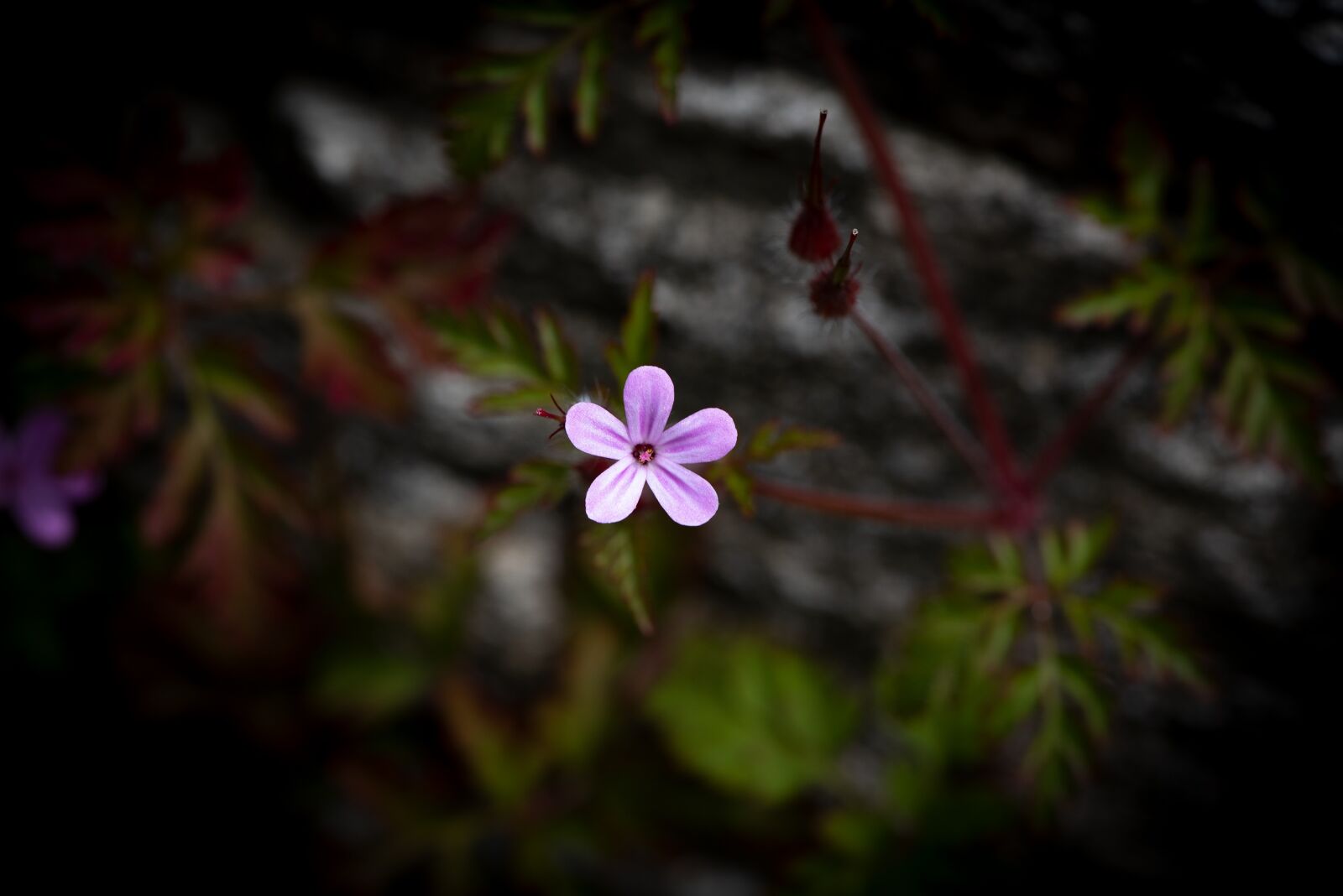 Nikon D750 sample photo. Flower, blossom, bloom photography