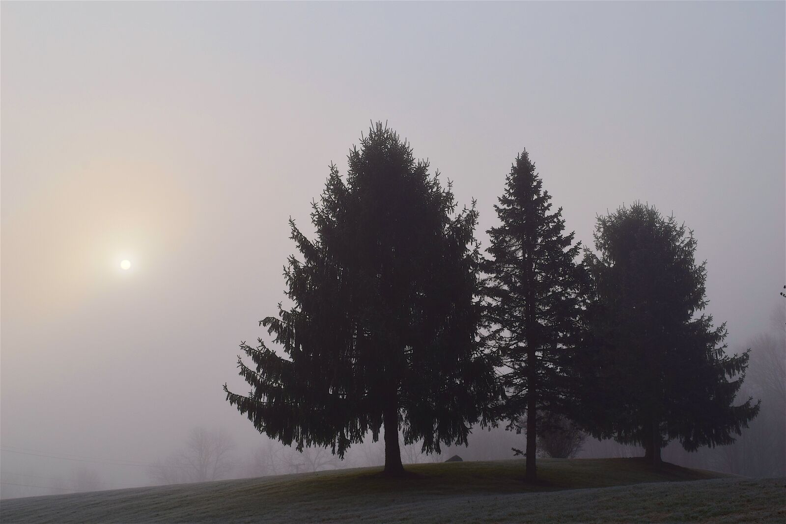 Nikon D3300 sample photo. Fog, trees, morning photography