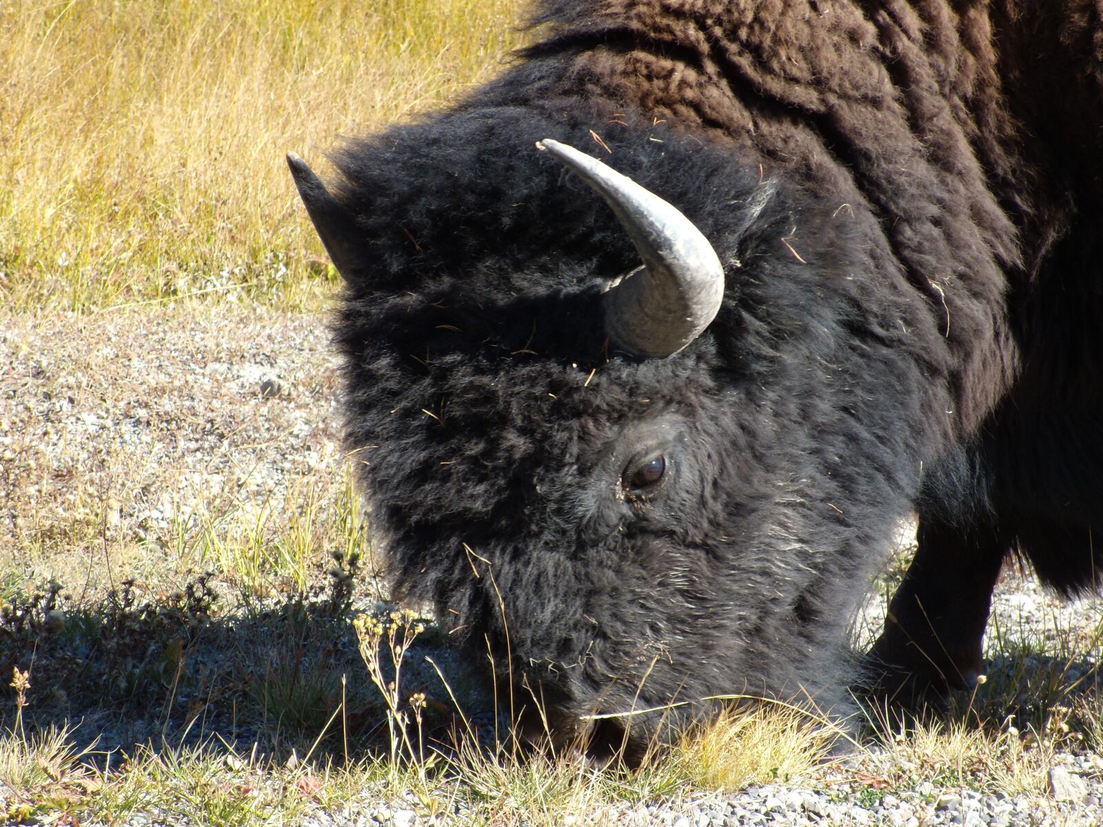 Nikon Coolpix P60 sample photo. Buffalo, bison, yellowstone park photography