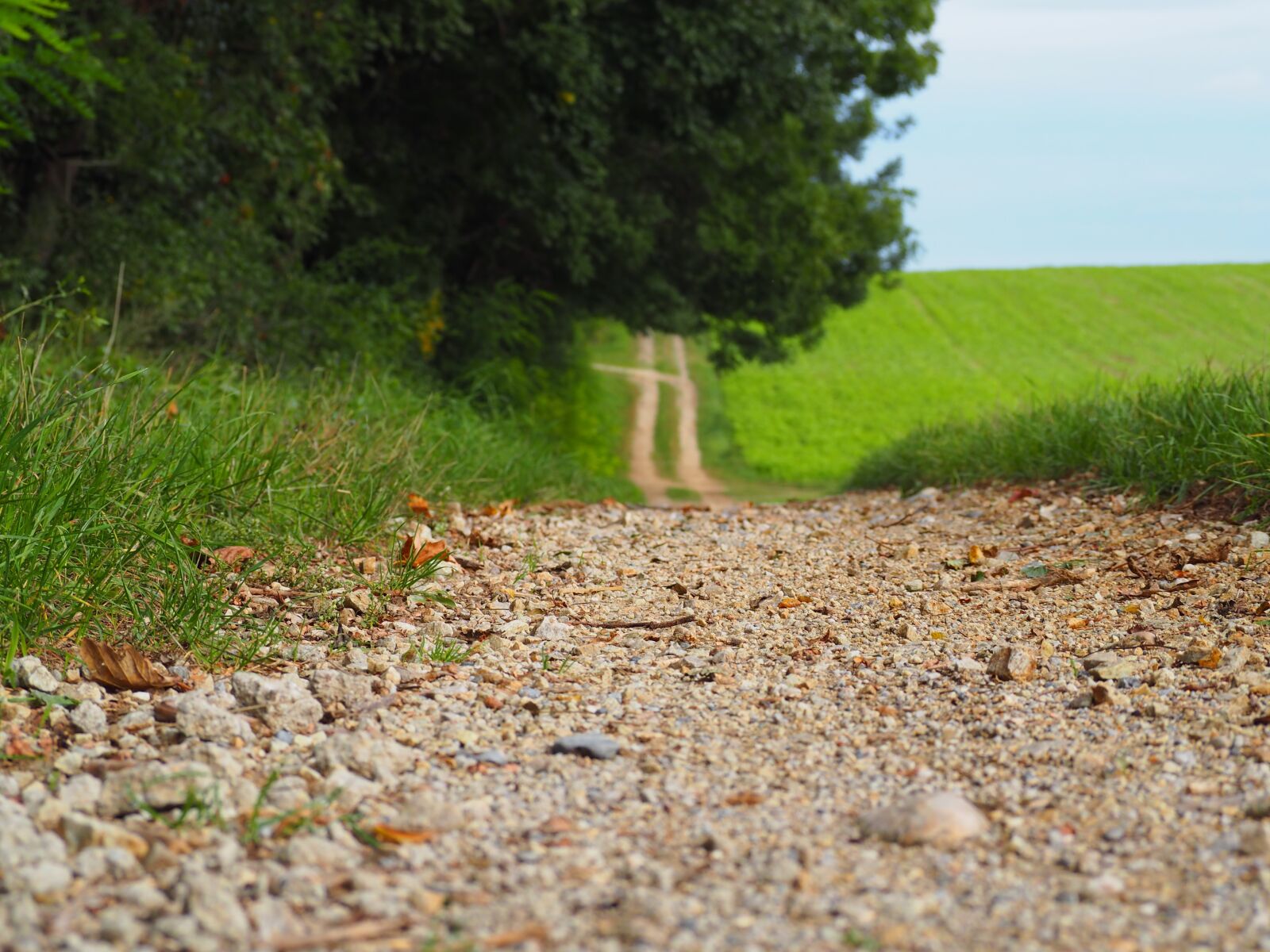 Olympus OM-D E-M10 sample photo. Away, nature, go for photography