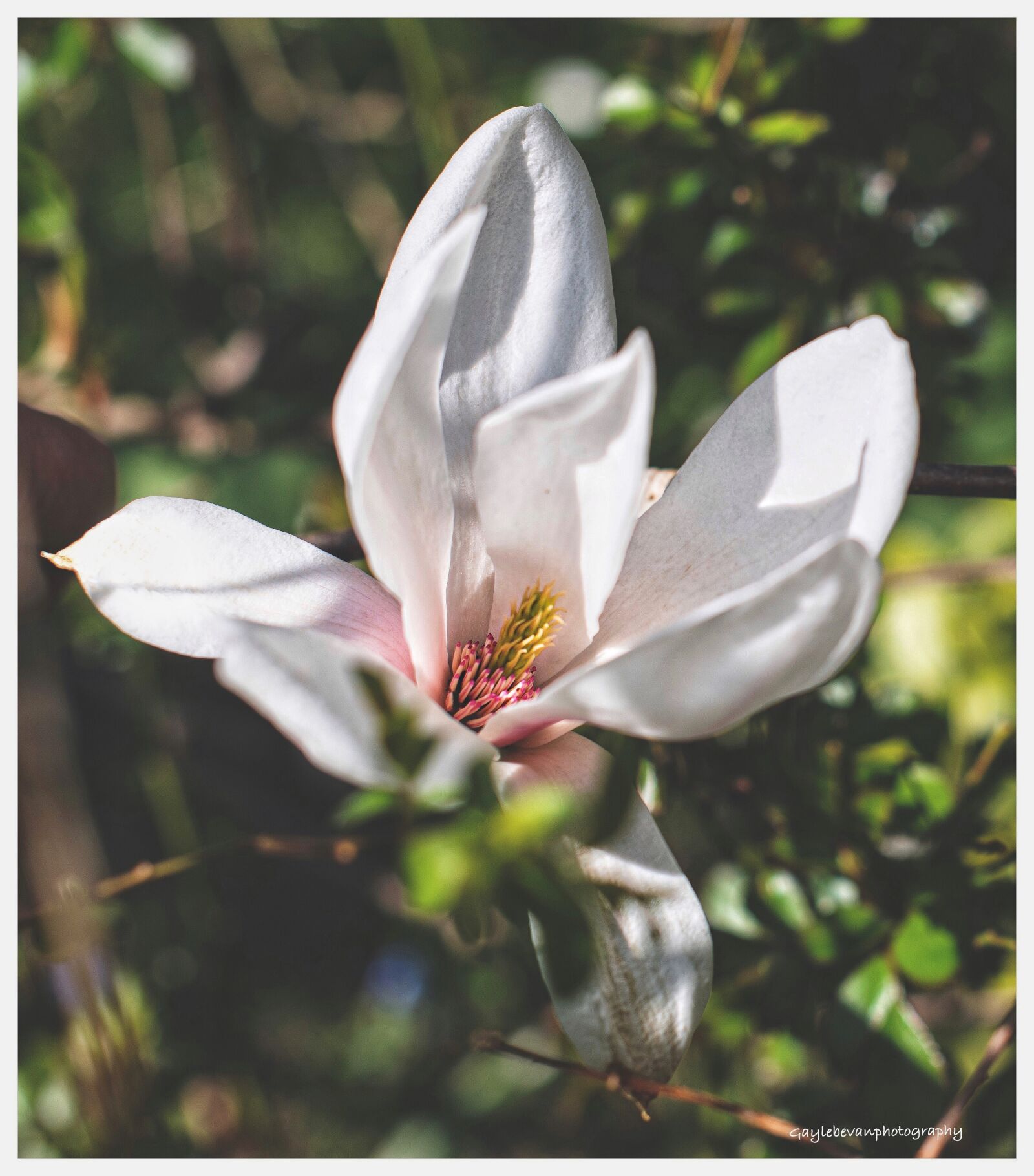 Nikon D850 sample photo. Magnolia, spring, easter photography