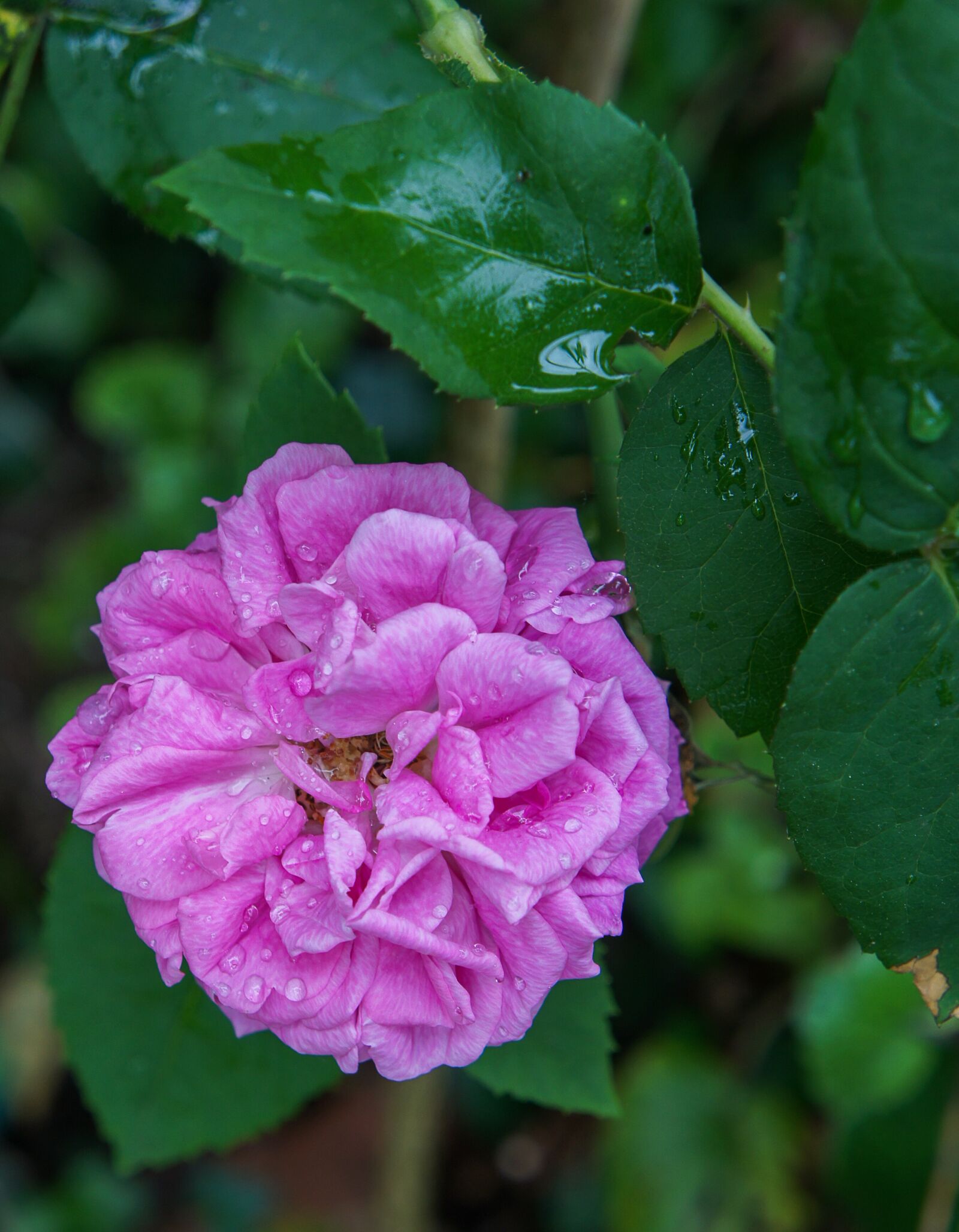Sony Alpha NEX-3 + Sony E 18-55mm F3.5-5.6 OSS sample photo. Pink, garden, rain photography