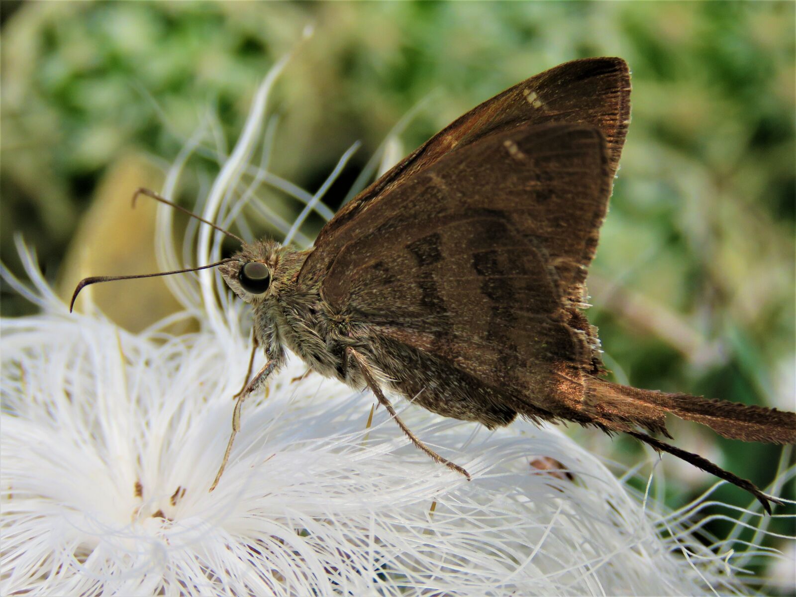 Canon PowerShot SX60 HS sample photo. Moth, wings, bug photography