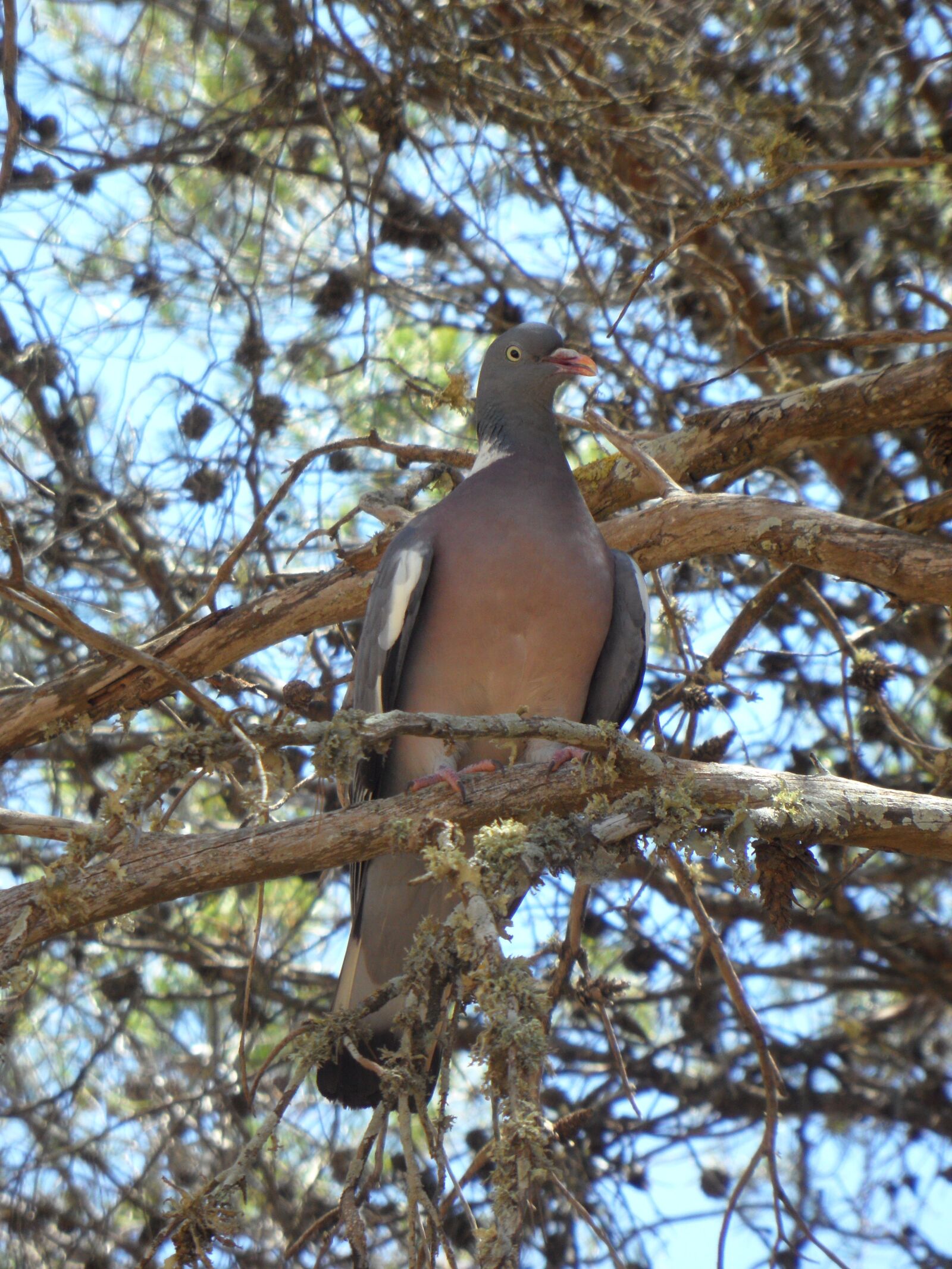 Samsung VLUU WB210, SAMSUNG WB210 sample photo. Dove, bird, tree photography