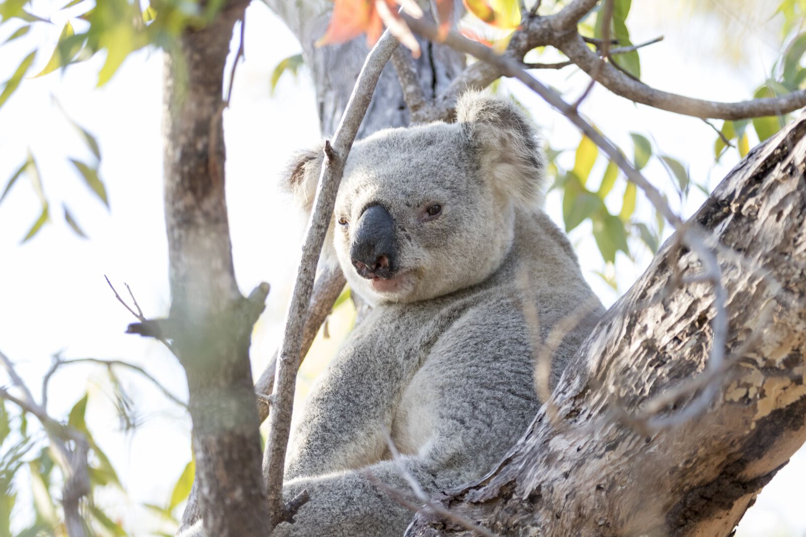 Canon EOS 80D + Canon EF 100-400mm F4.5-5.6L IS II USM sample photo. Koala, animal, tree photography