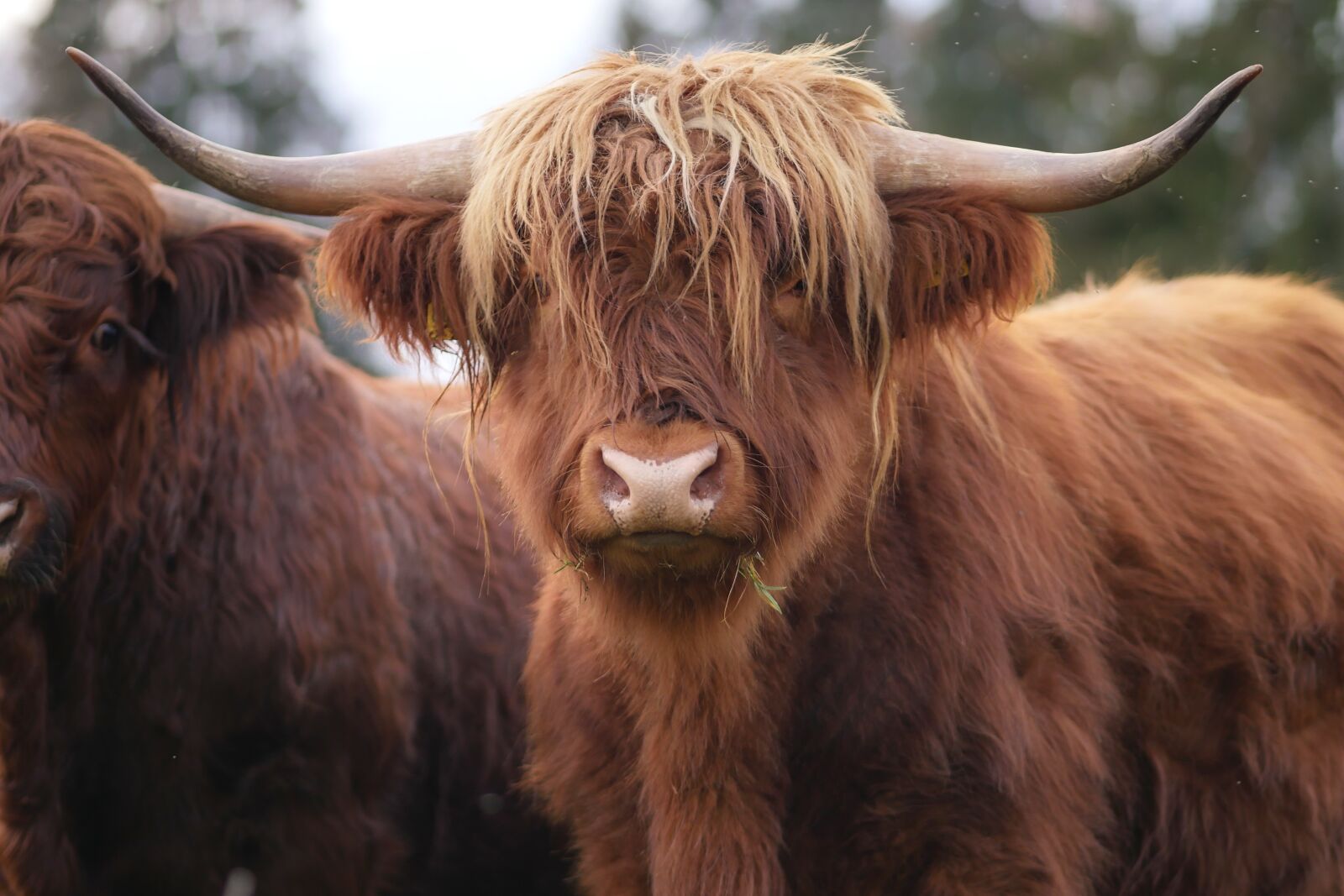Panasonic Lumix DMC-GX8 sample photo. Shaggy, beef, highland beef photography