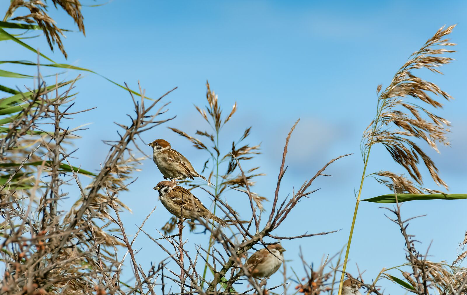 Nikon D7200 sample photo. Birds, sparrows, sit photography