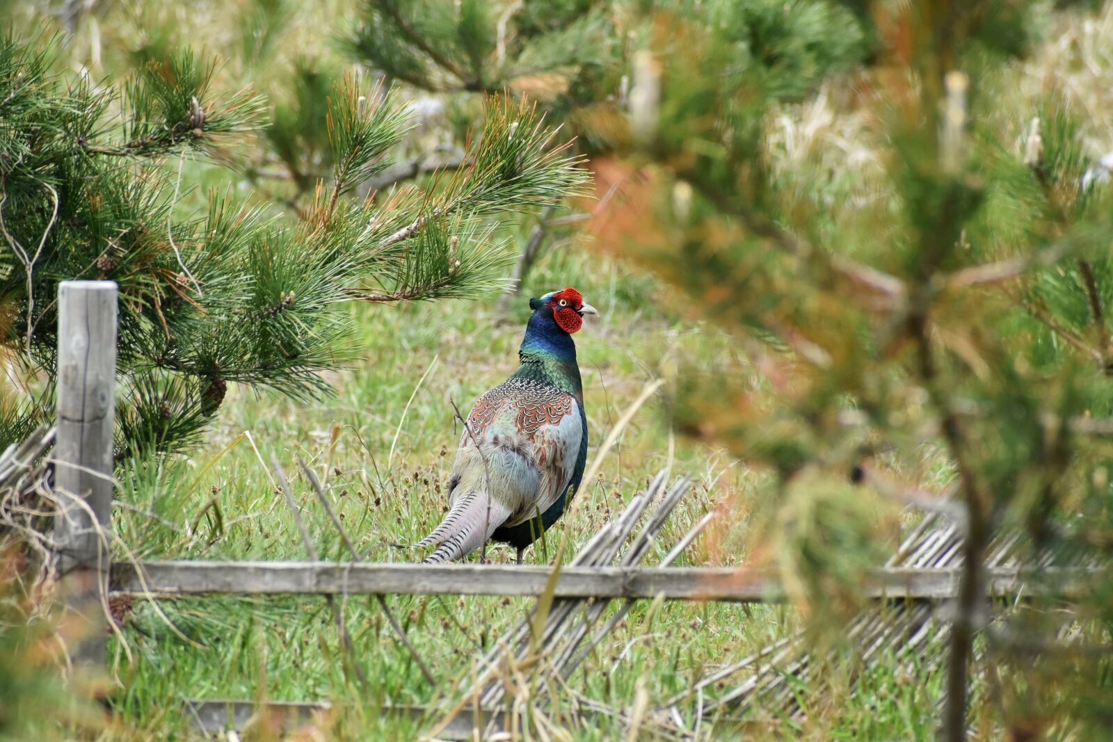 Nikon D7200 sample photo. Animal, forest, grass photography