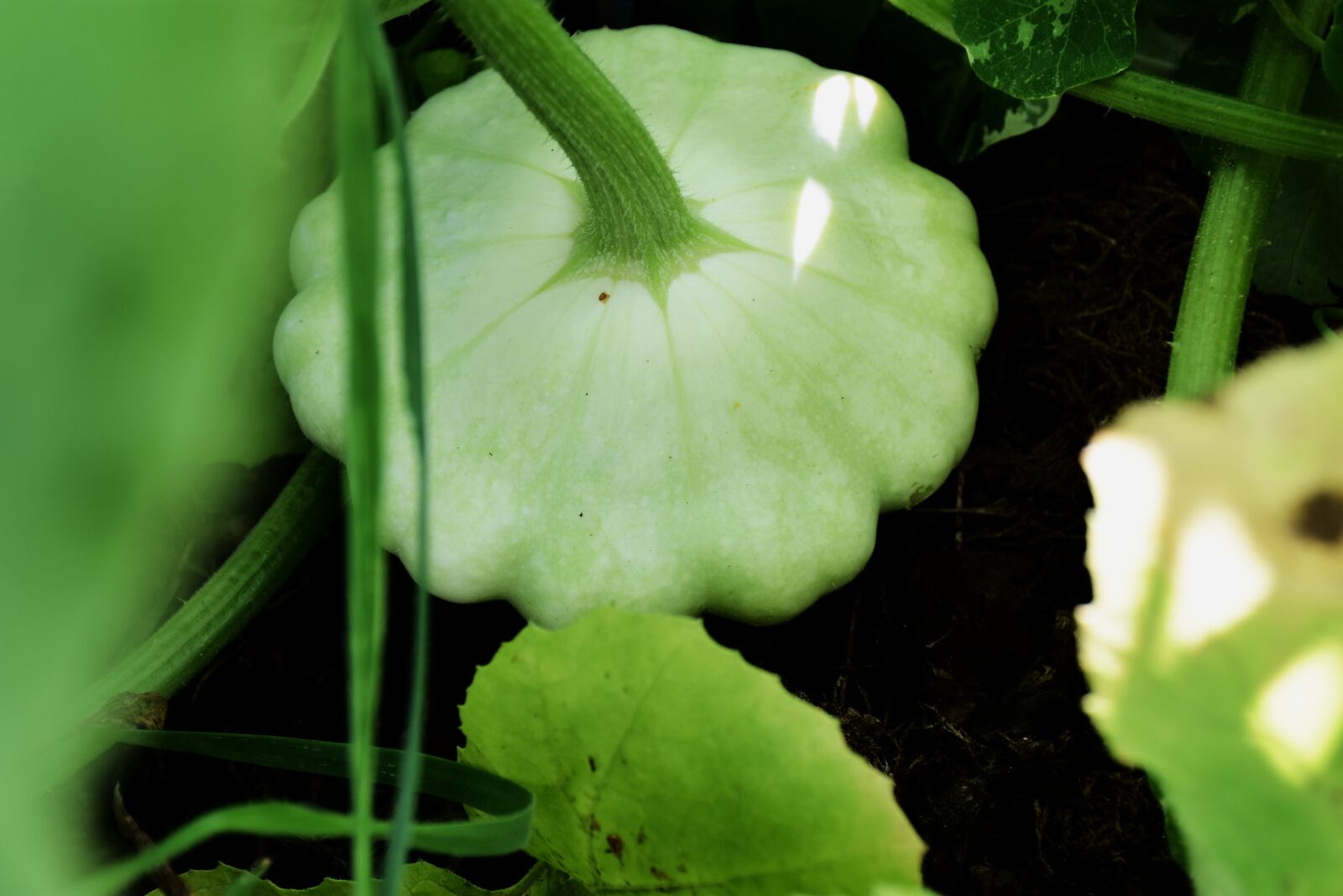 Nikon D7200 sample photo. Summer squash, patty pan photography