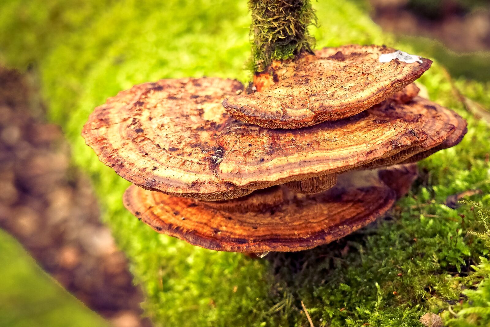Olympus OM-D E-M10 sample photo. Mushroom, tree fungus, nature photography