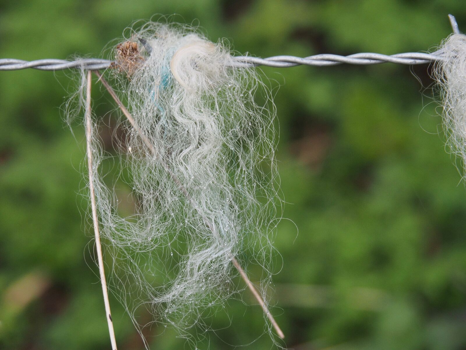 Olympus OM-D E-M5 II sample photo. Wool photography