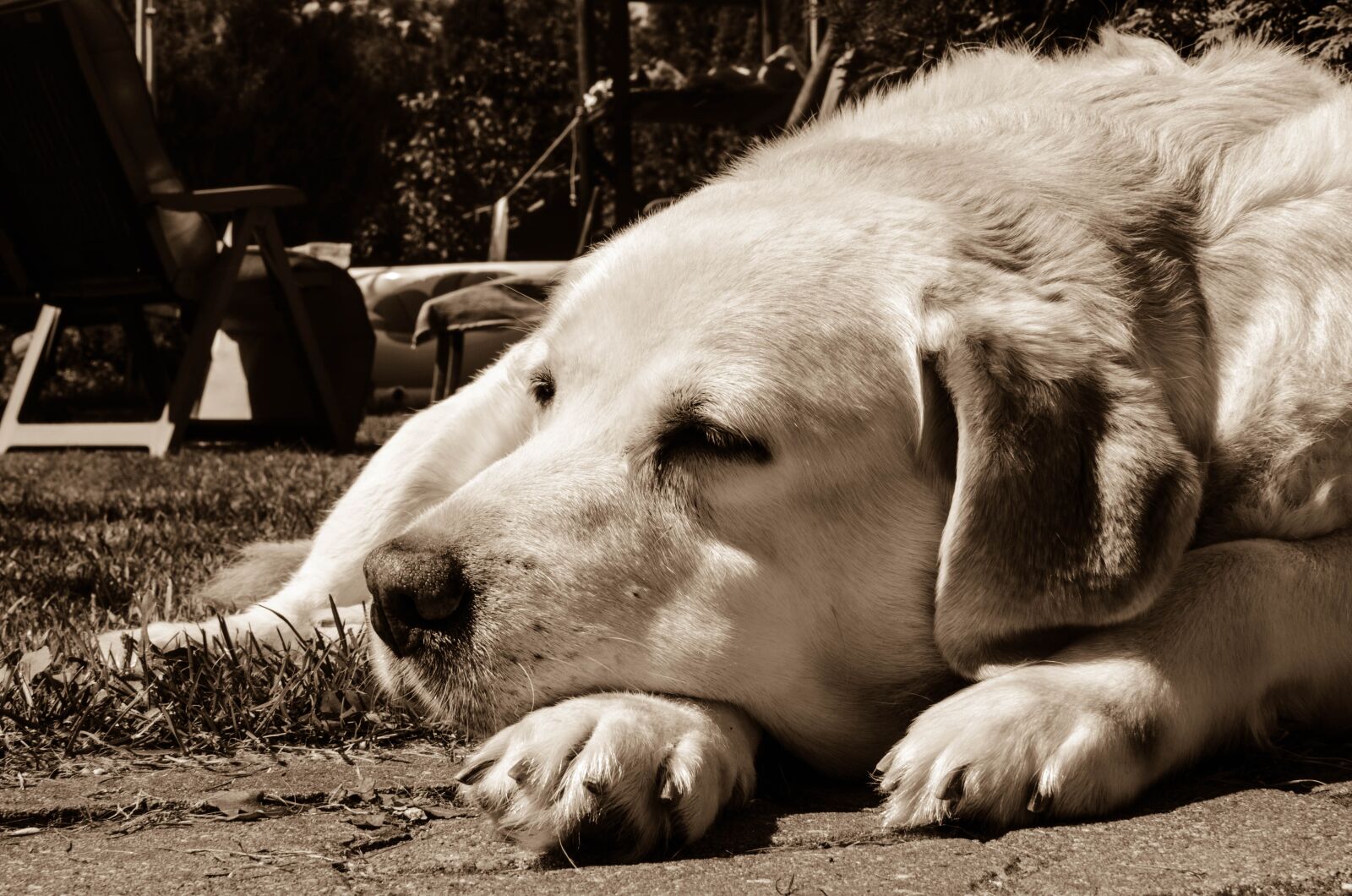 Nikon D5100 sample photo. Dog, peace of mind photography