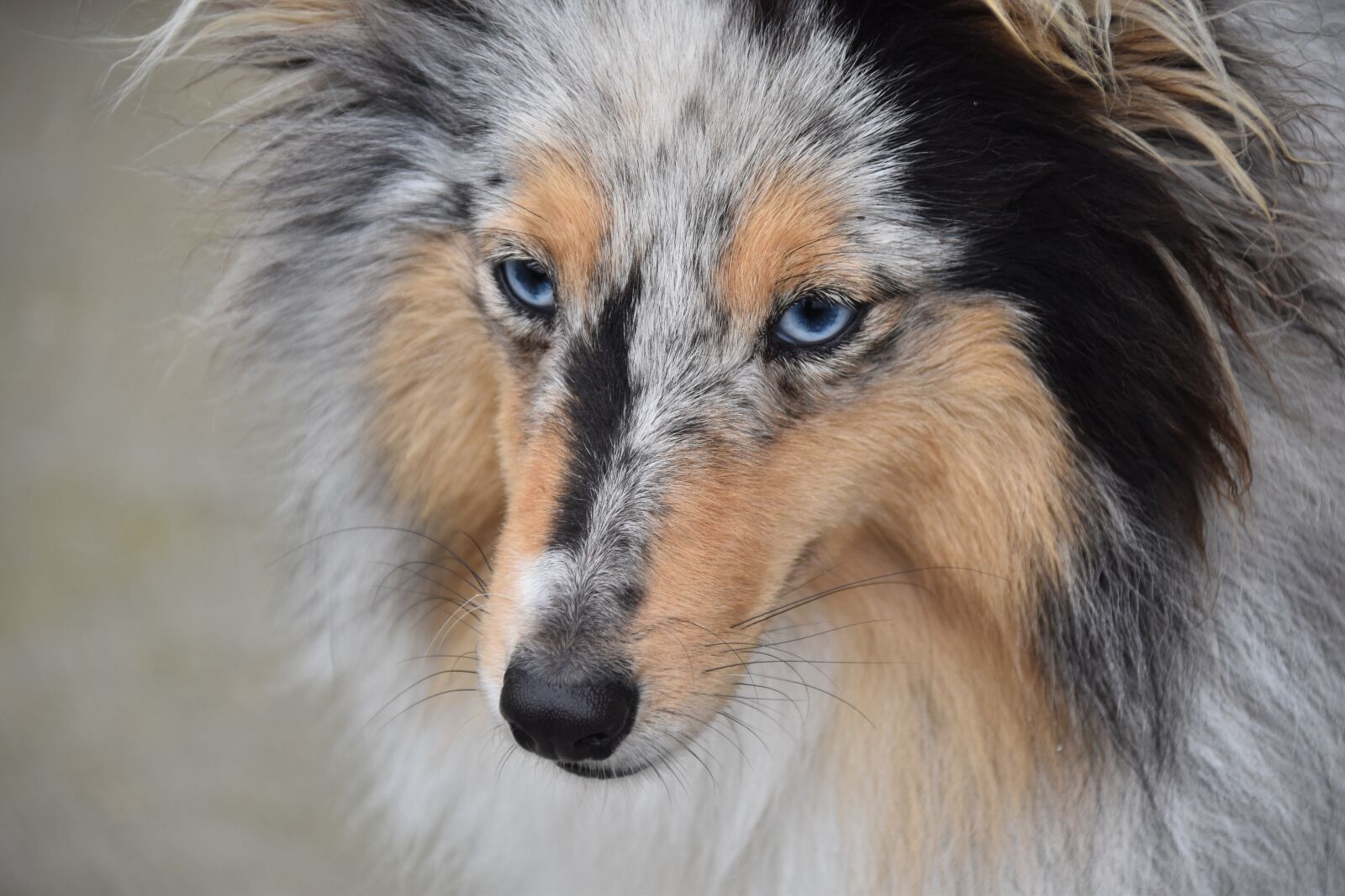 Nikon D5600 sample photo. Dog, shetland sheepdog, pup photography