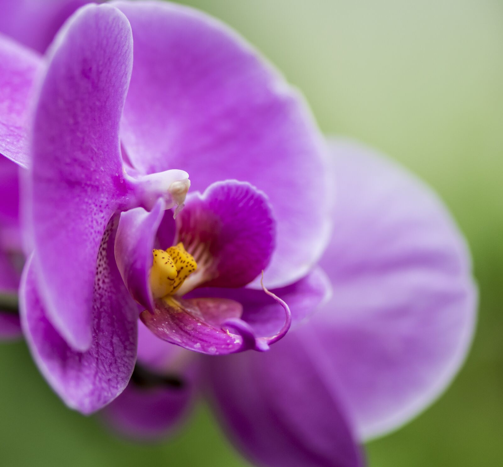 Nikon D5300 sample photo. Flower, nature, plant photography