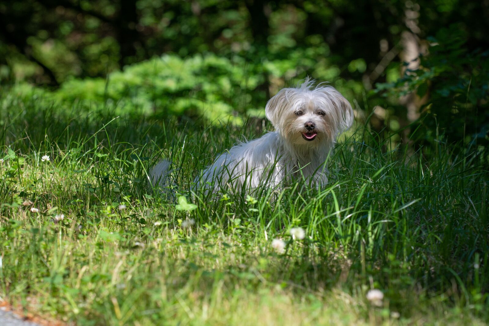 Nikon D7100 sample photo. Dog, meadow, shadow photography