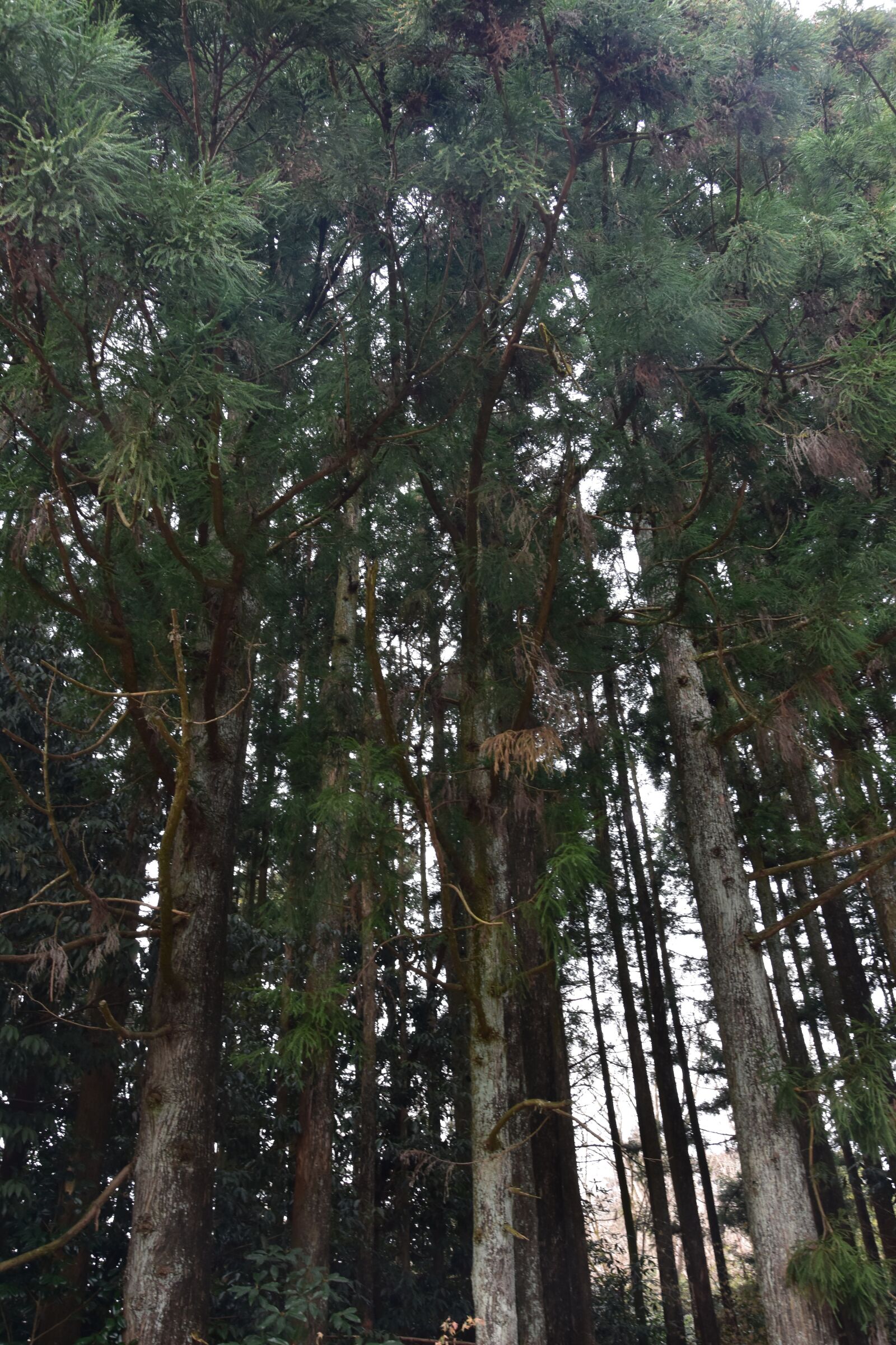 Nikon D3400 sample photo. Japan, mount fuji, tree photography