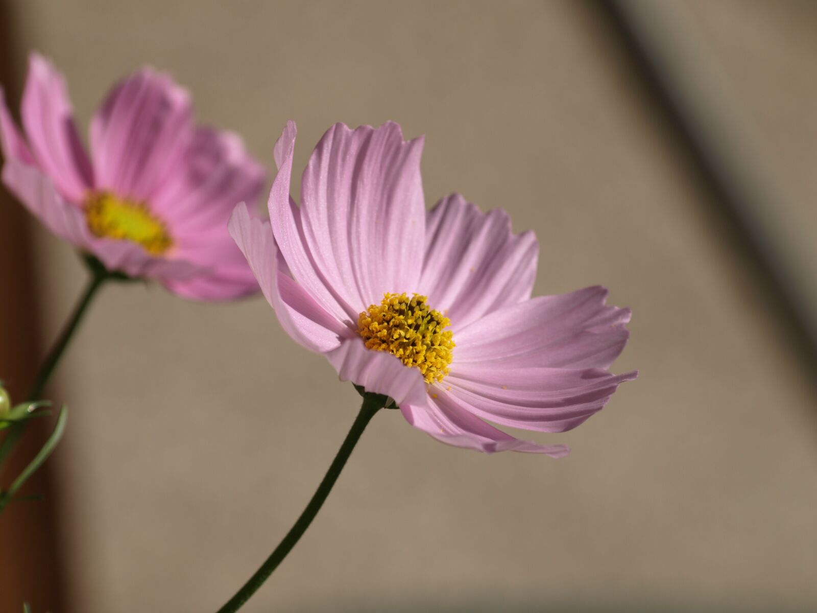 Olympus E-510 (EVOLT E-510) sample photo. Cosmea, flower, blossom photography