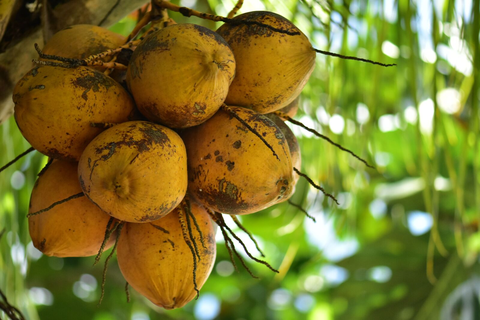 Nikon D3400 sample photo. Coconuts, coco, palm photography