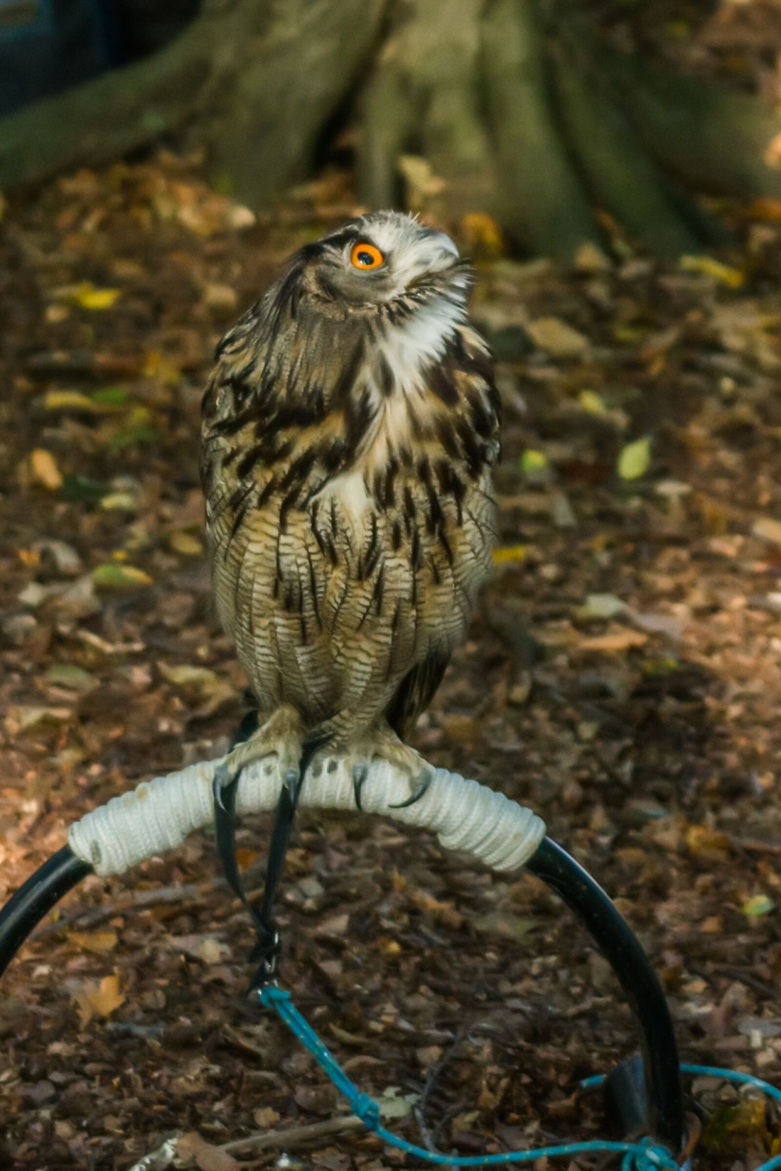 Nikon D7100 sample photo. Bird of prey, nature photography