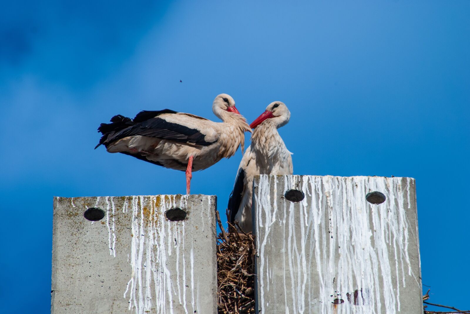 Nikon D60 sample photo. Stork, bird, animal photography