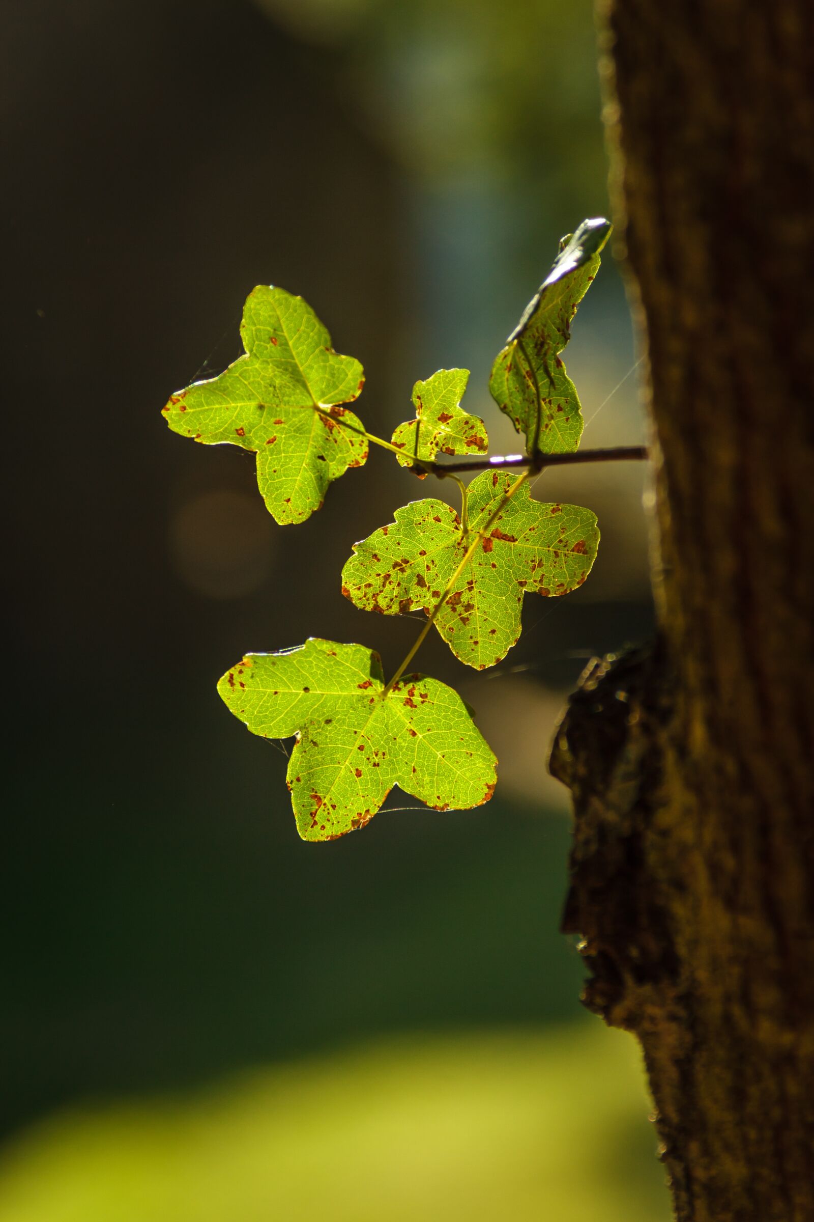Canon EOS 7D sample photo. Acer monspessulanum, maple, rock photography