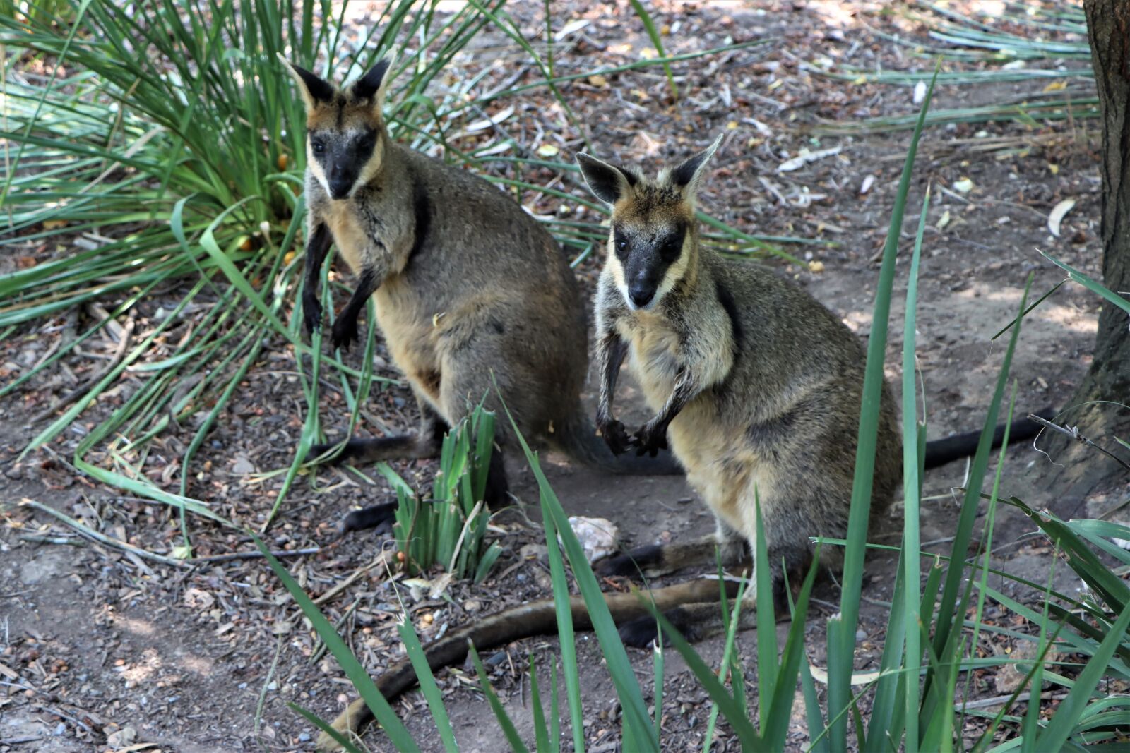 Canon EF-S 18-135mm F3.5-5.6 IS USM sample photo. Black footed rock wallaby photography