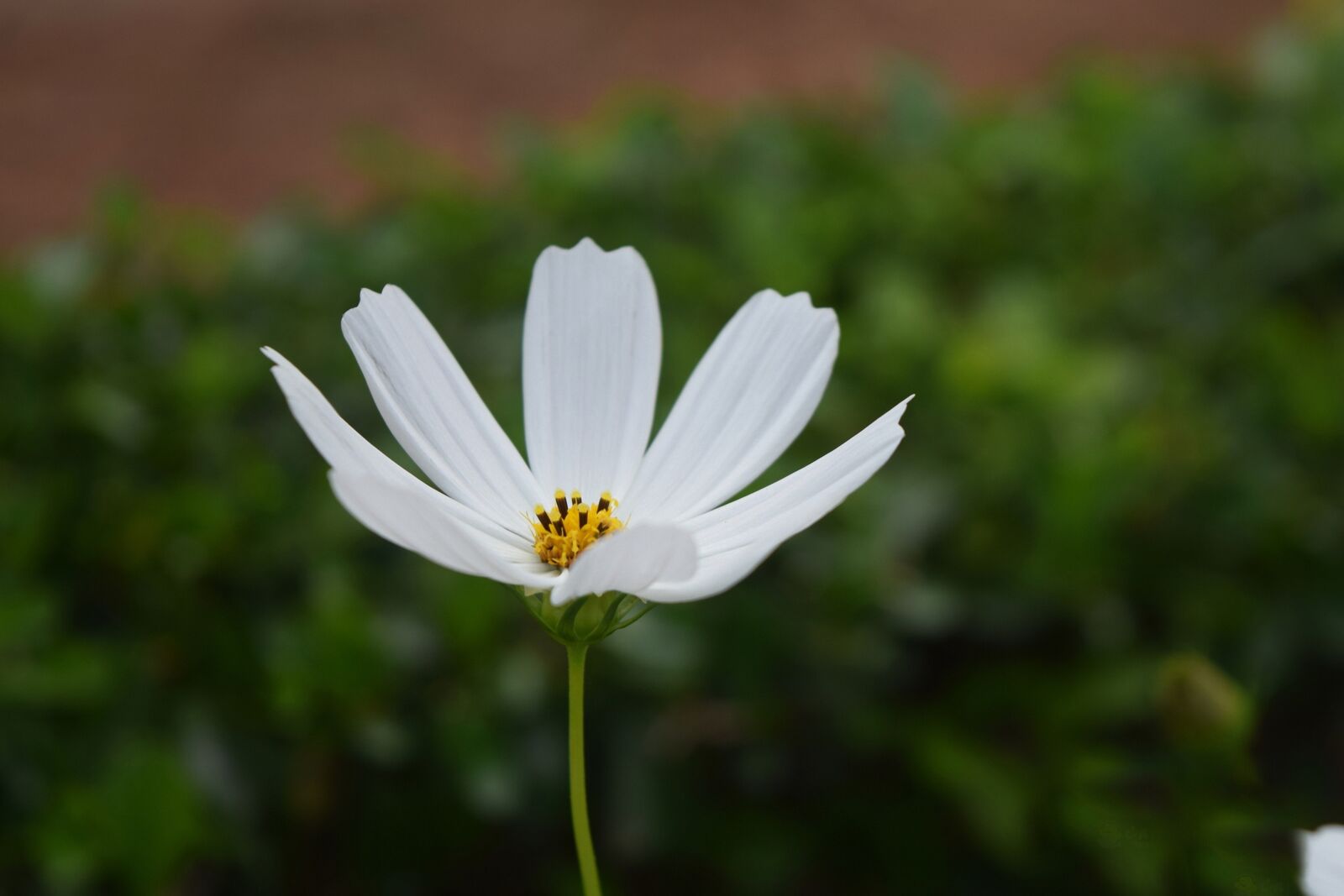 Nikon D5300 sample photo. Flower, petal, plant photography