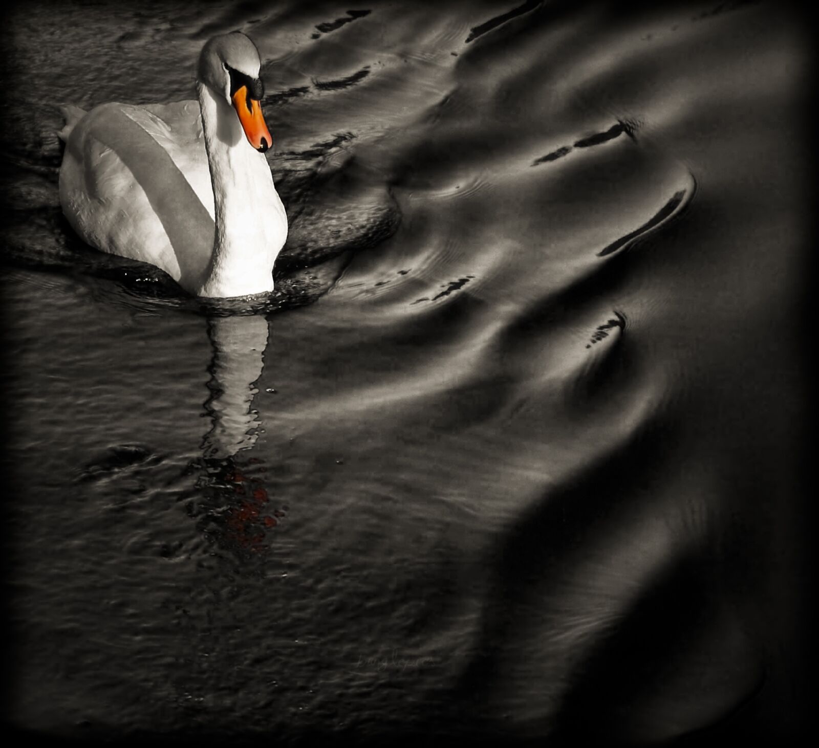 Sony Alpha DSLR-A100 sample photo. Bird, swan, orange photography