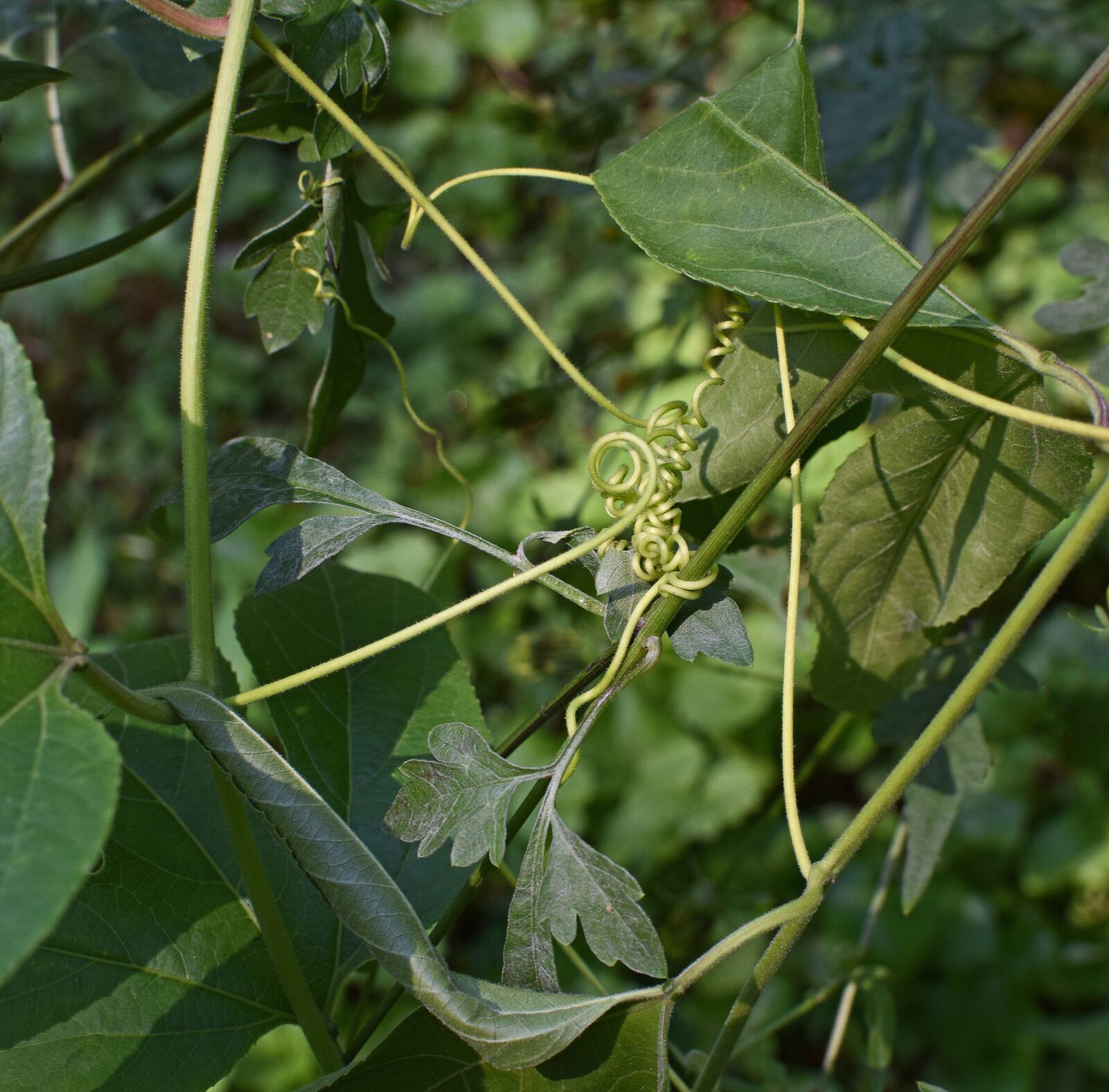 Nikon D3300 sample photo. Passion flower tendrils, vine photography