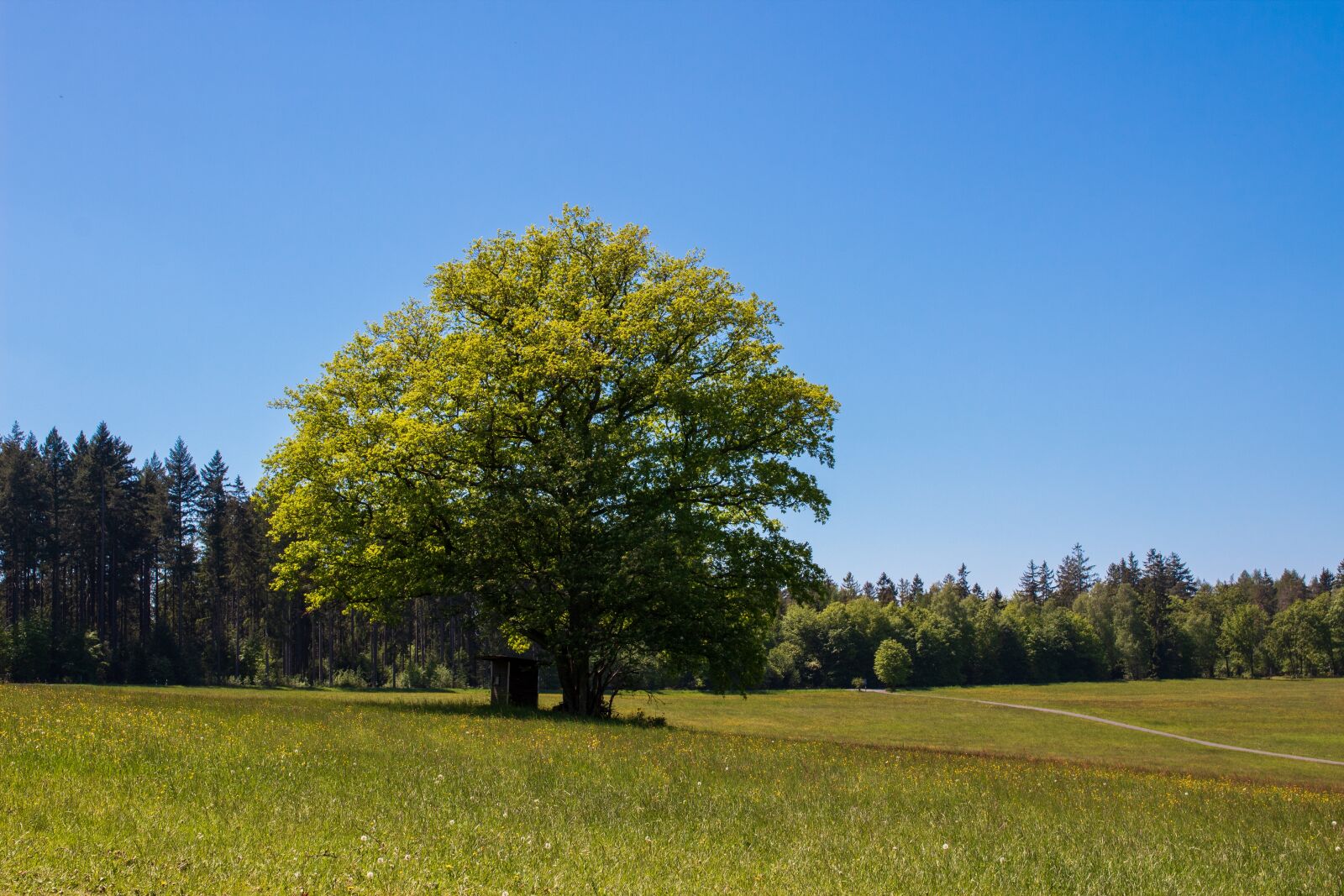 Canon EOS 1300D (EOS Rebel T6 / EOS Kiss X80) sample photo. Tree, sky, blue photography