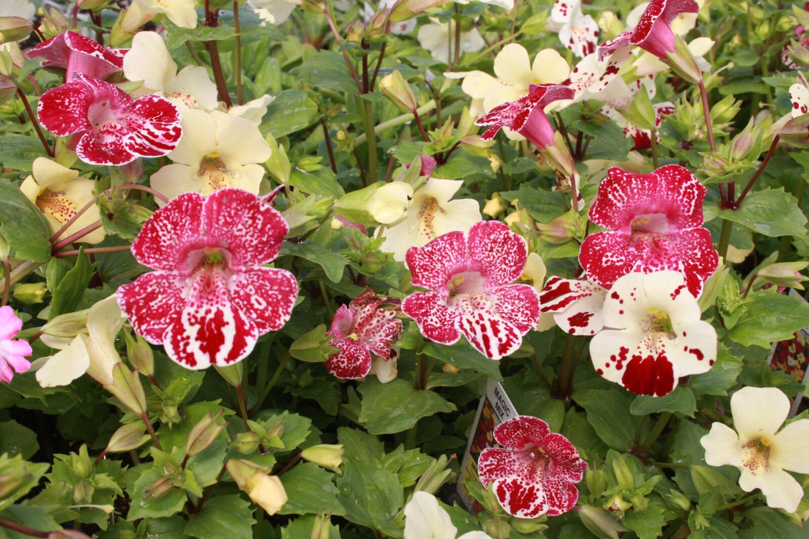 Canon EOS 40D sample photo. Mimulus, monkey flower, phrymaceae photography