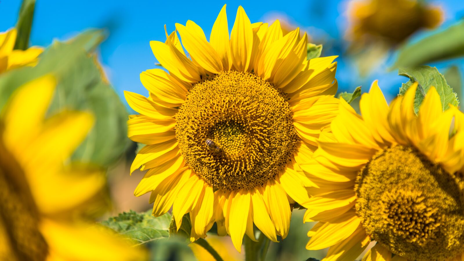 Nikon D850 sample photo. Sunflower, nature, field photography