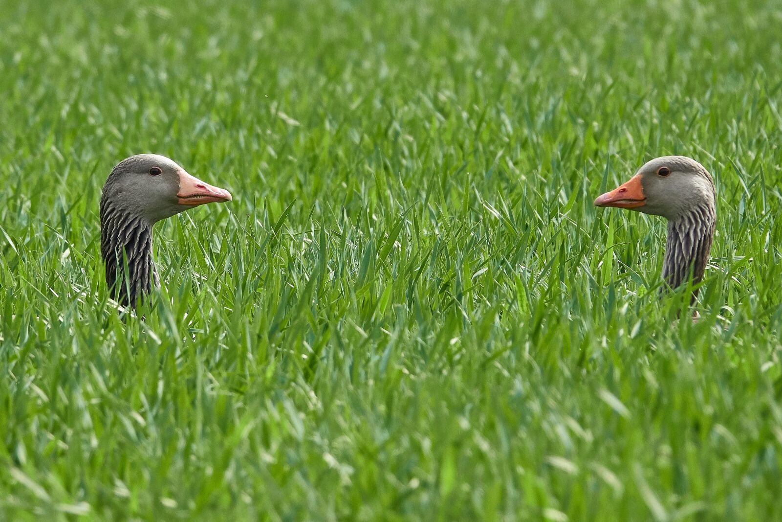 Sony Cyber-shot DSC-RX10 IV sample photo. Geese pair, grass, head photography