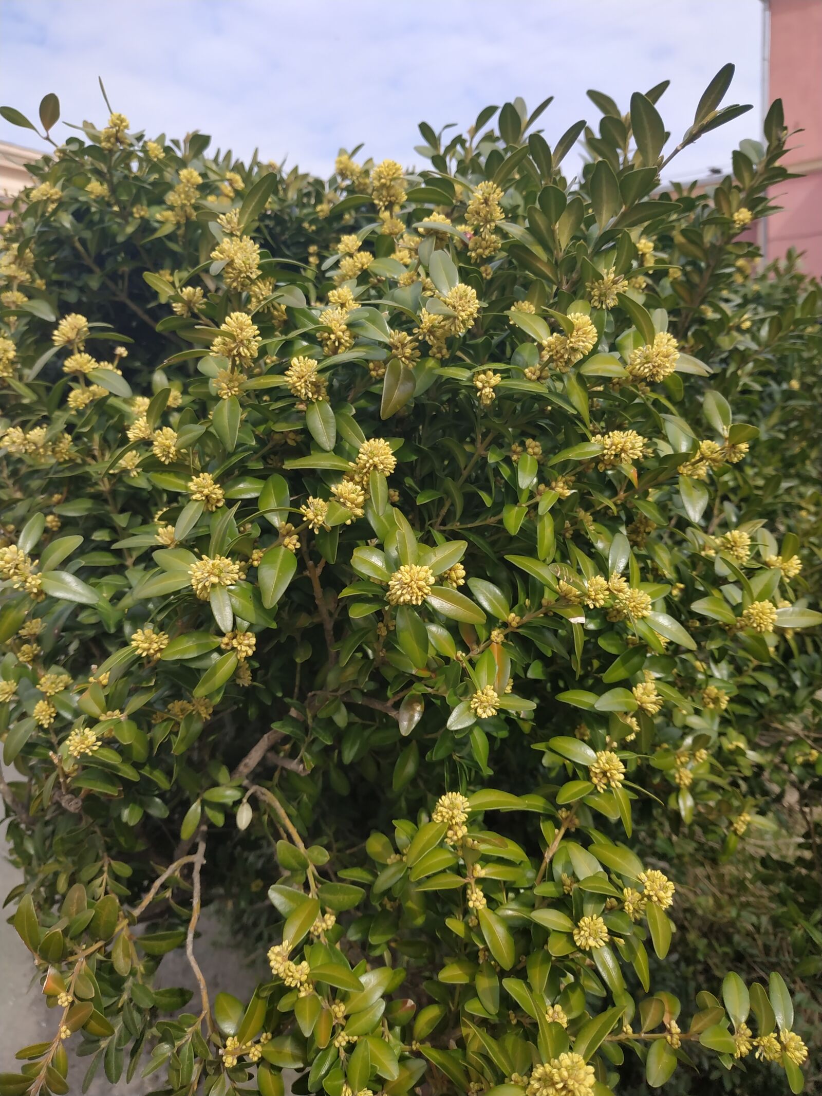 Xiaomi Redmi Note 5 sample photo. The flowering tree, flowering photography