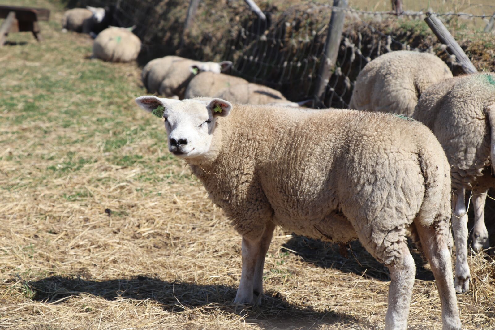 Canon EOS 77D (EOS 9000D / EOS 770D) sample photo. Sheep, smile, happy photography