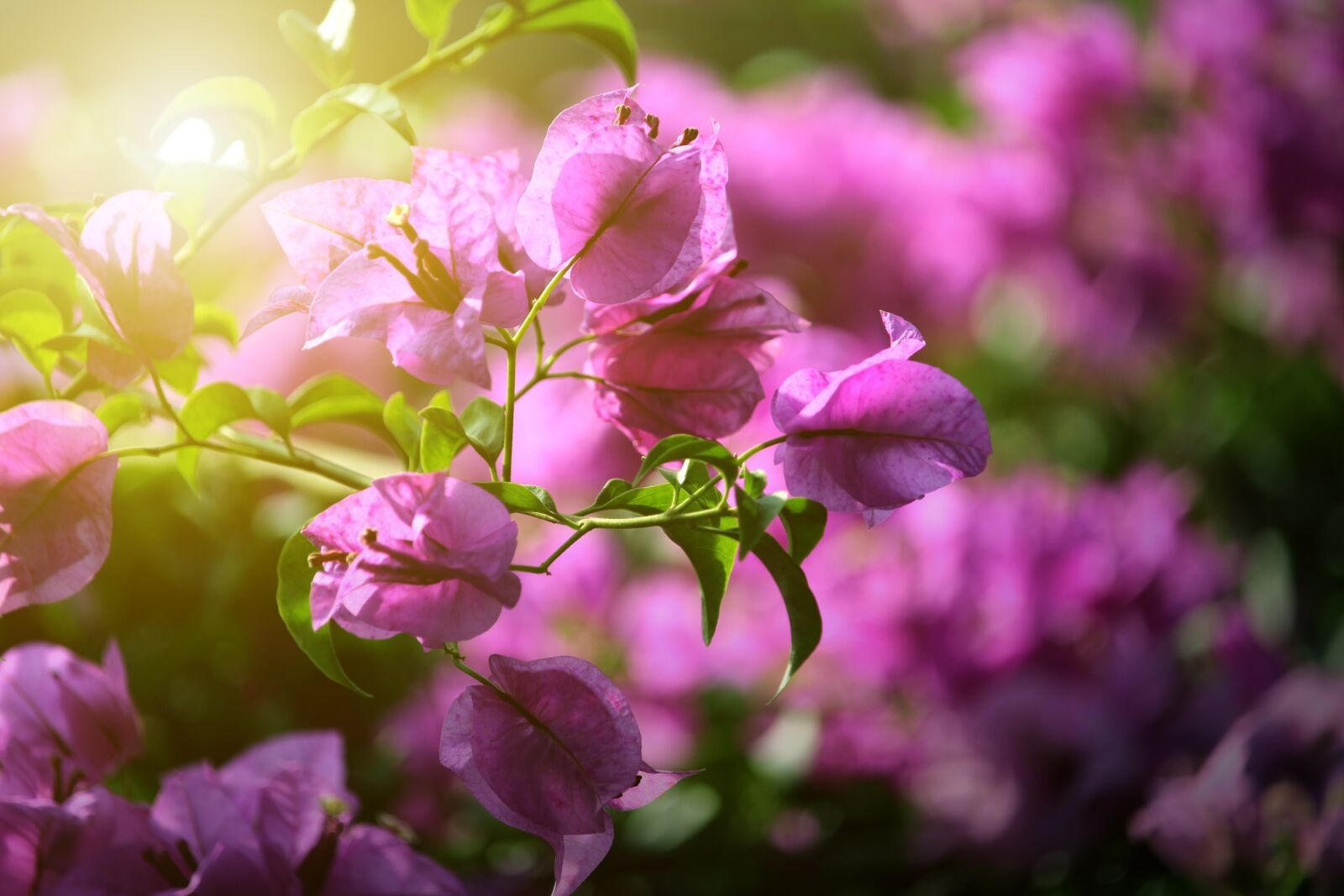 Canon EF-S 55-250mm F4-5.6 IS STM sample photo. Background, green, leaves photography