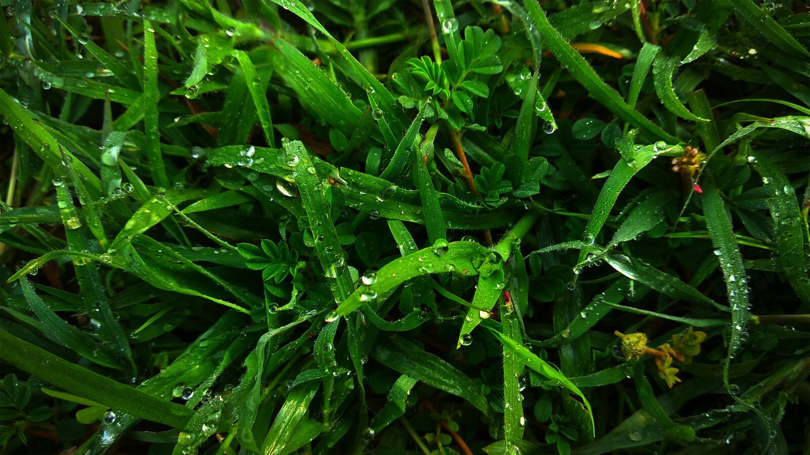 Xiaomi Redmi Note 5 sample photo. Grass, rain drop, water photography