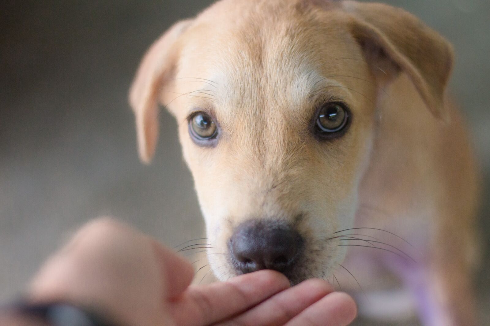 Canon EOS 60D + Canon EF 50mm F1.8 II sample photo. Dog, animals, cute photography
