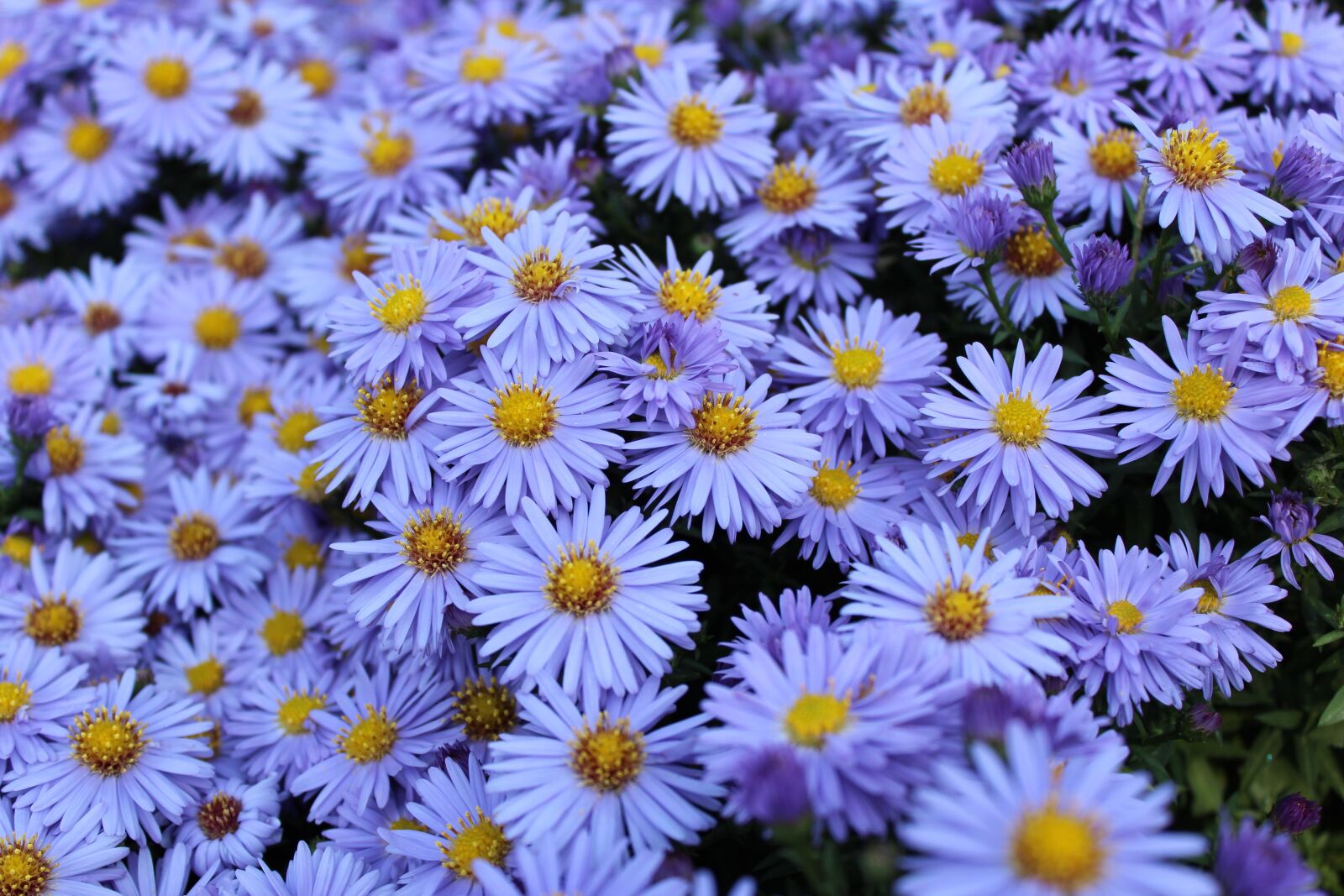 Canon EOS 600D (Rebel EOS T3i / EOS Kiss X5) sample photo. Flower, nature, summer photography