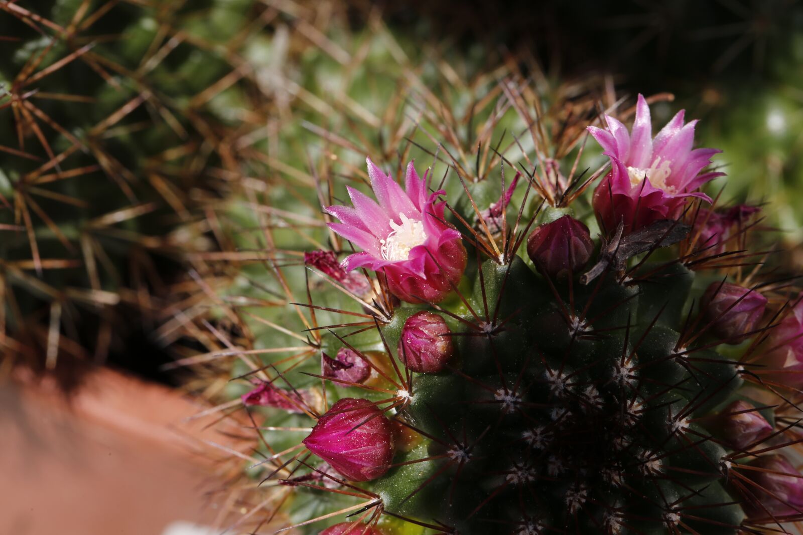 Canon EF 100mm F2.8L Macro IS USM sample photo. Cactus, blossom, bloom photography