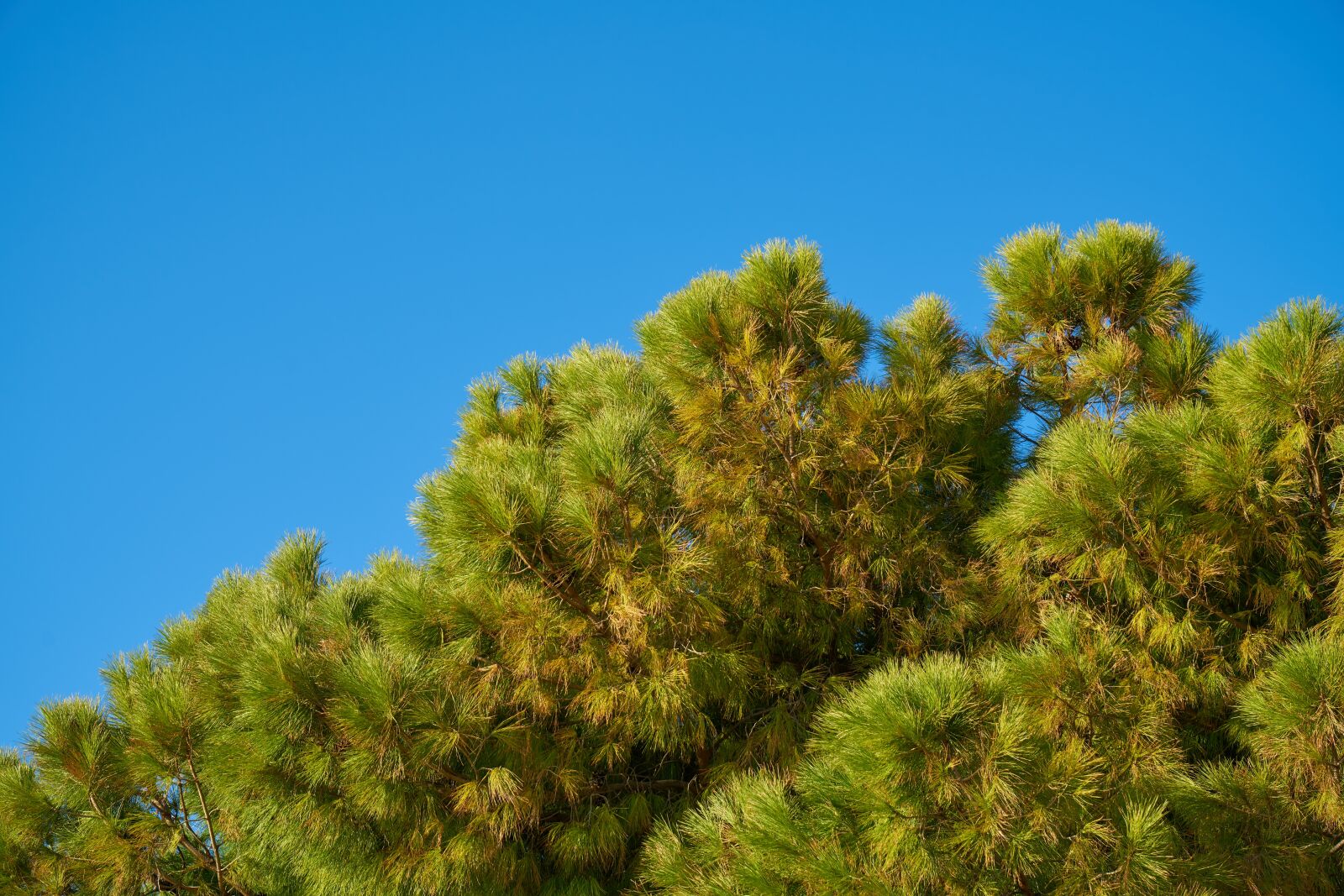 Sony a7R II sample photo. Tree, branches, sky photography