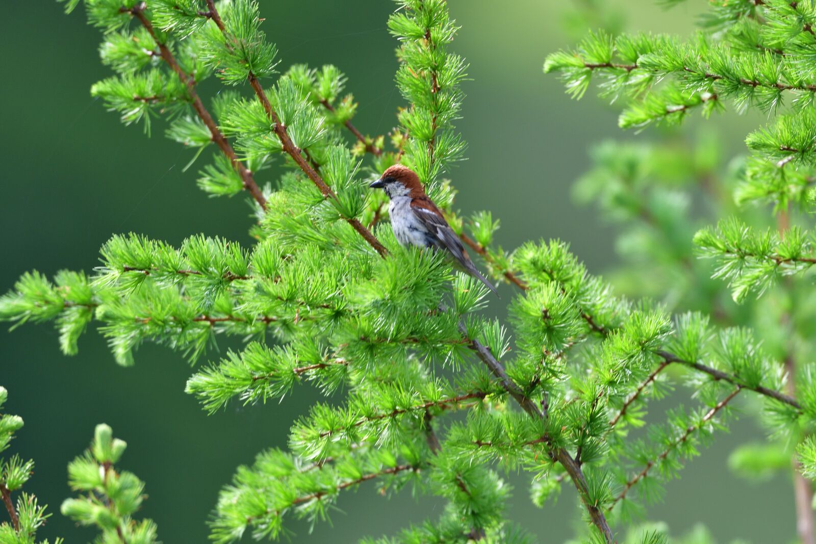 Nikon D500 sample photo. Natural, wood, plant photography